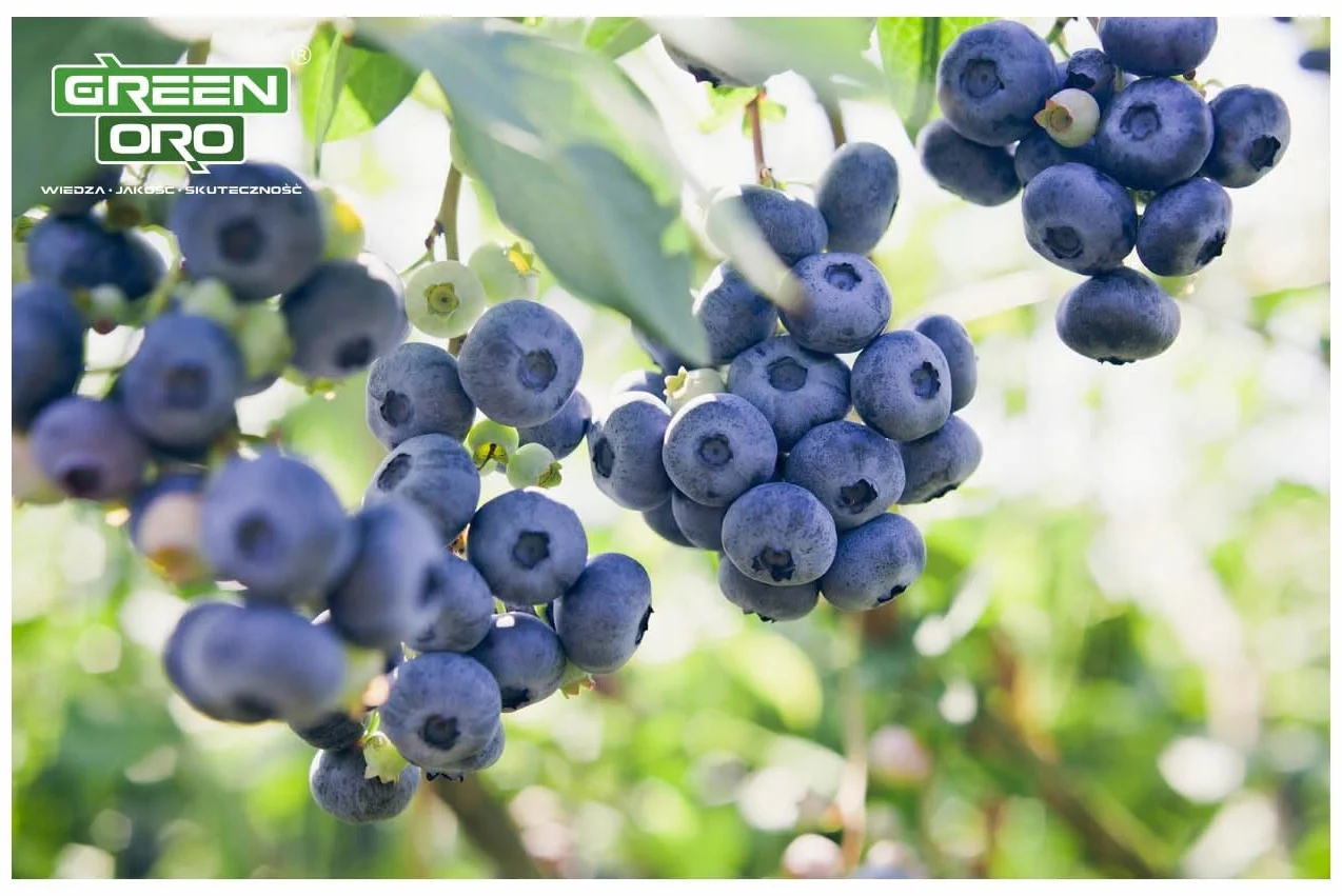 ORO BILBERRY 5KG Nawóz do borówek i roślin kwasolubnych
