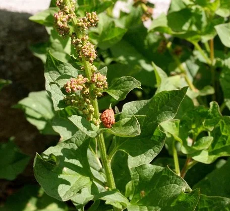 Good King Henry Chenopodium Bonus-Henricus 100 seeds IP249