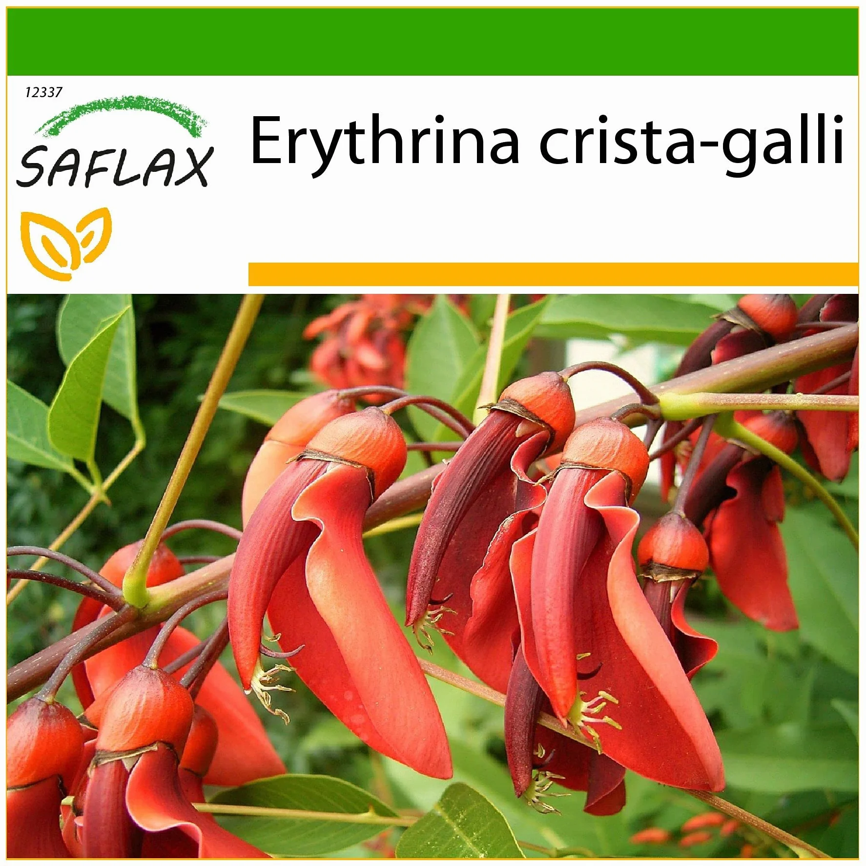 Erythrina crista galli Karaibski Krzew Koralowy - 6 Nasiona - Z pożywką