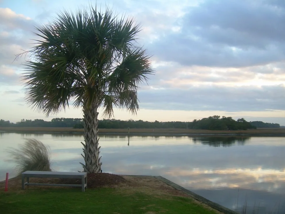 SAFLAX Palma Palmetto 8 Nasiona Sabal palmetto