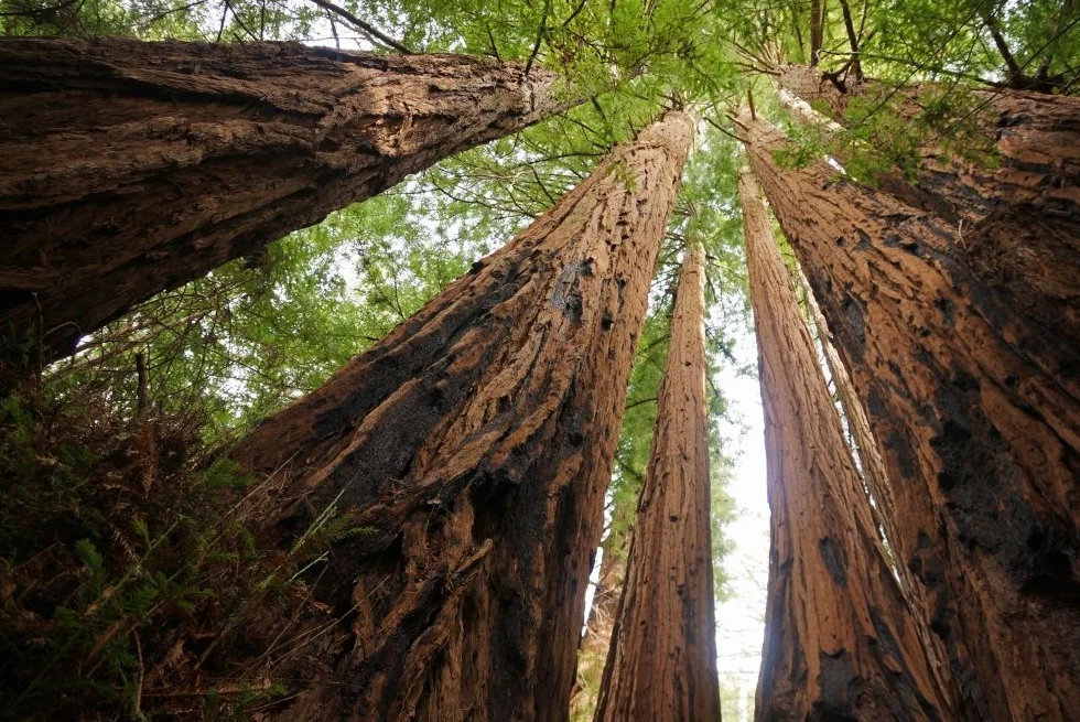 SAFLAX - Sekwoja Przybrzeżna - 50 Nasiona - Z pożywką wolną od zarazków - Sequoia sempervirens