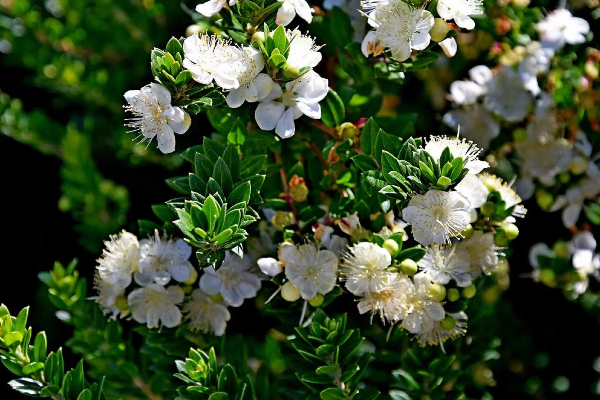 Nasiona mirtu (Myrtus Communis) - 100 sztuk