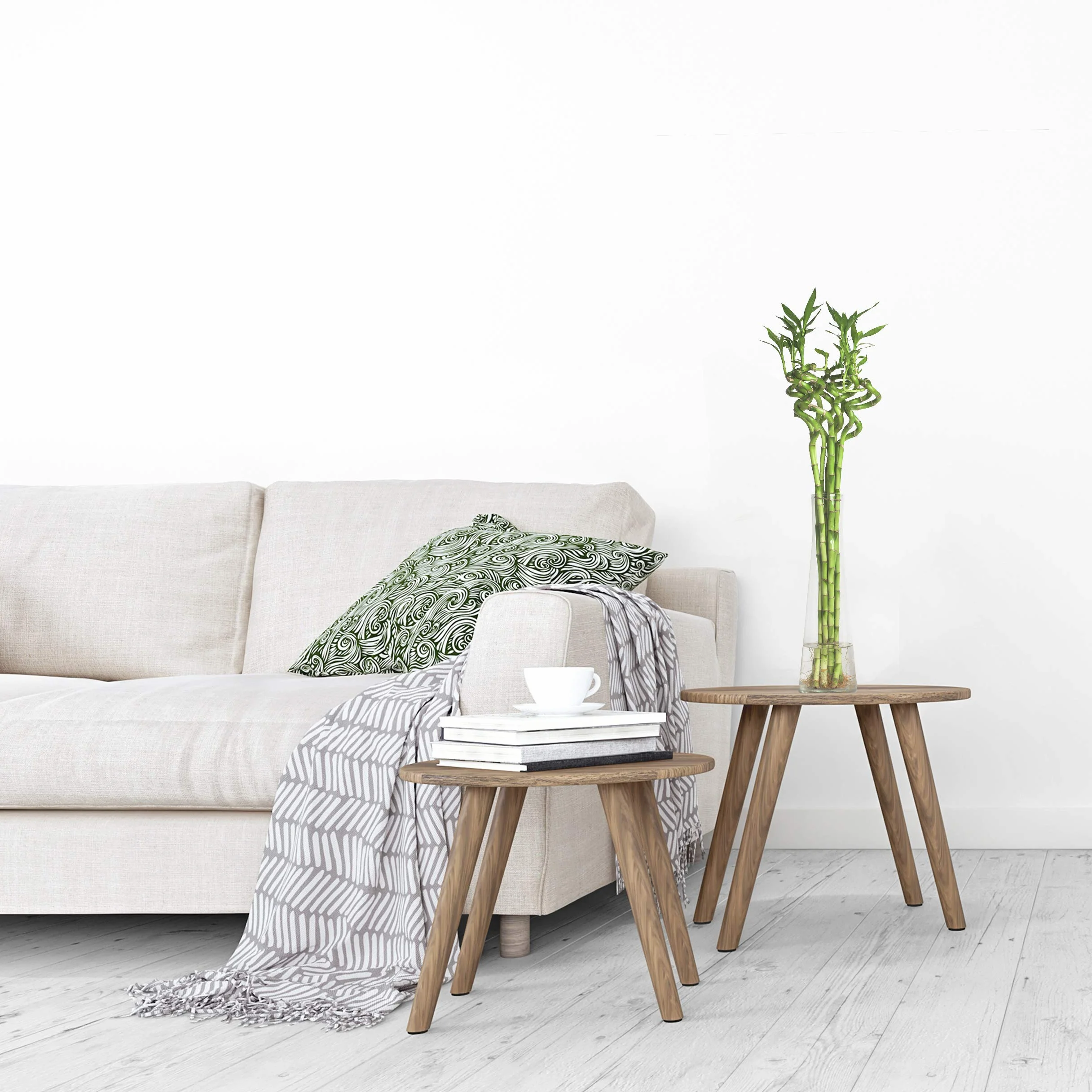 Bambus szczęścia Lucky Bamboo 50 cm spirala Dracaena sanderiana roślina pokojowa