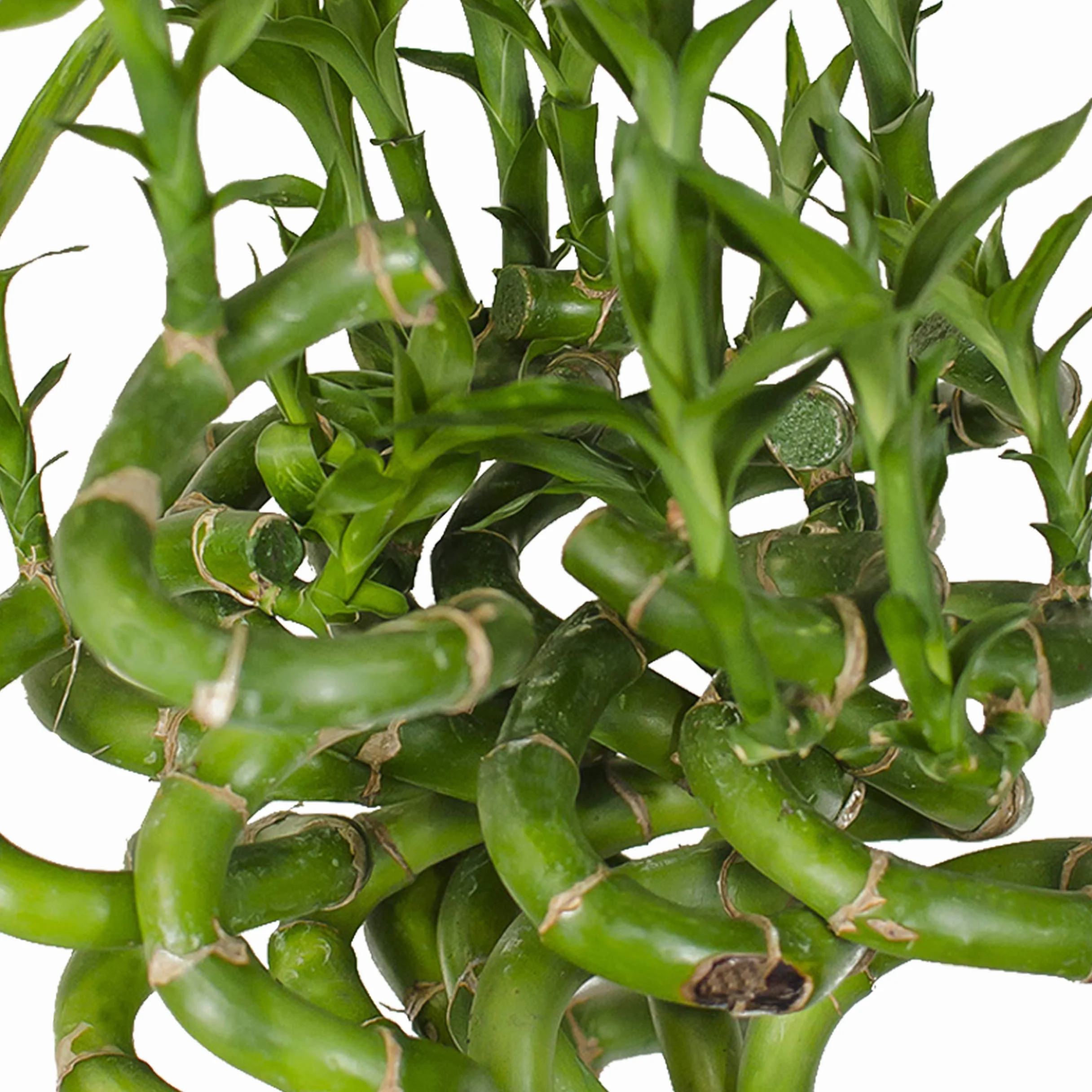 Bambus szczęścia Lucky Bamboo 50 cm spirala Dracaena sanderiana roślina pokojowa