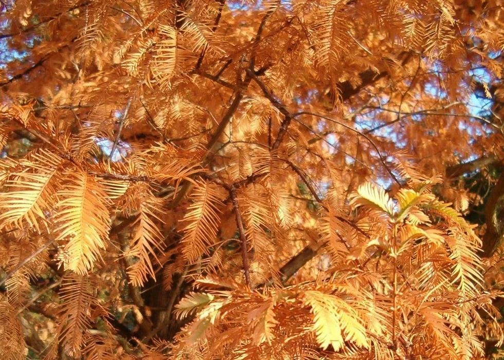 SAFLAX Sekwoja Metasequoia glyptostroboides 60 Nasiona