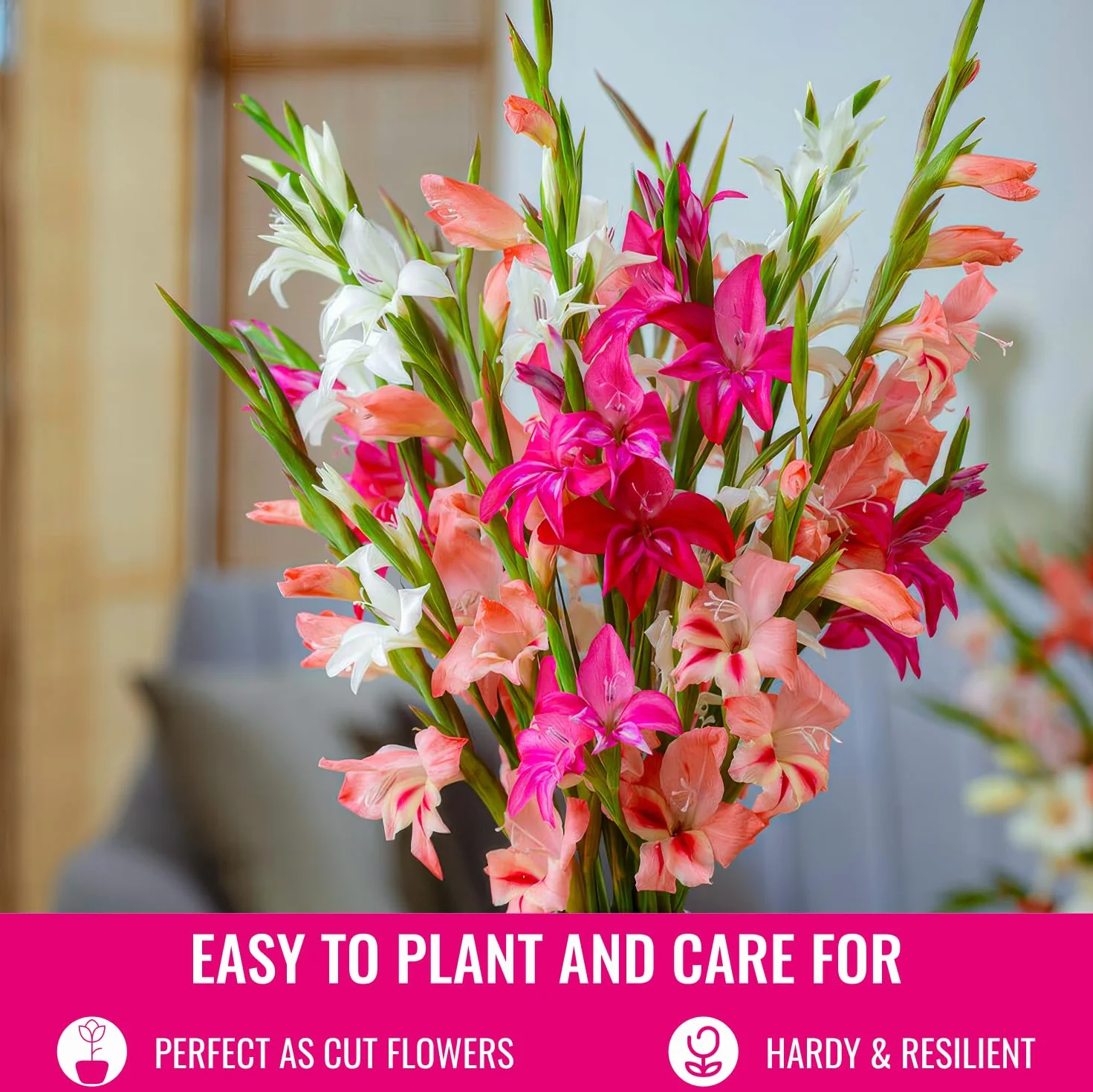 Cebule gladioli Botanisch Nanus Collection (50 cebulek kwiatowych) | ekskluzywna mieszanka roślin z Holandii | 7 odmian/kolorów | dekoracja do ogrodu, na balkon (bez nasion, nie
