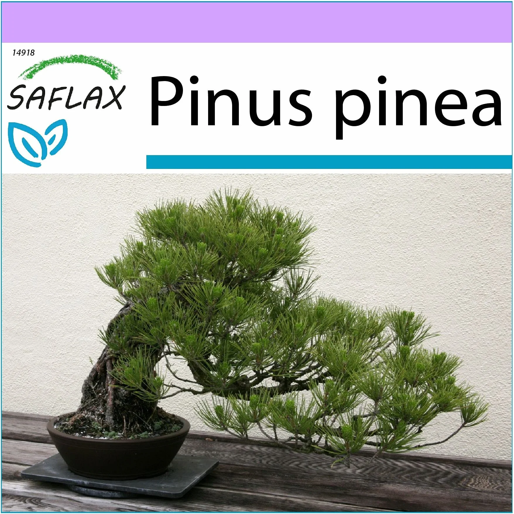 SAFLAX Bonsai Sosna Śródziemnomorska Pinus pinea 6 Nasiona