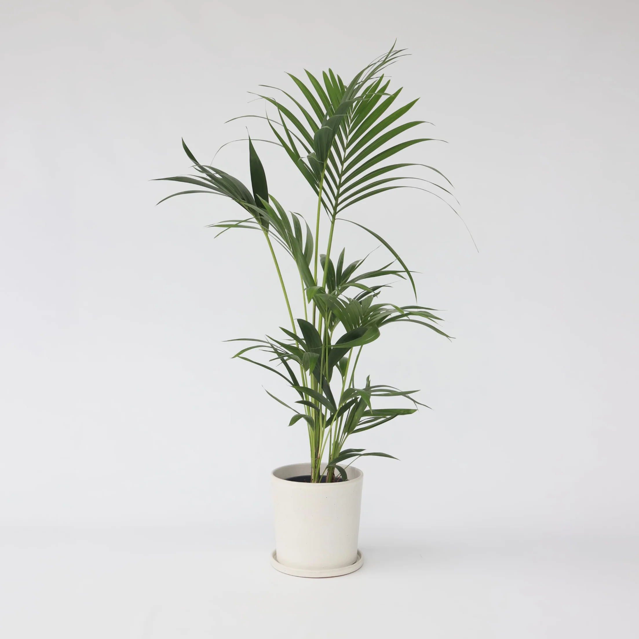 Howea Forsteriana Kentia Palma 18cm 90-100cm Roślina Domowa