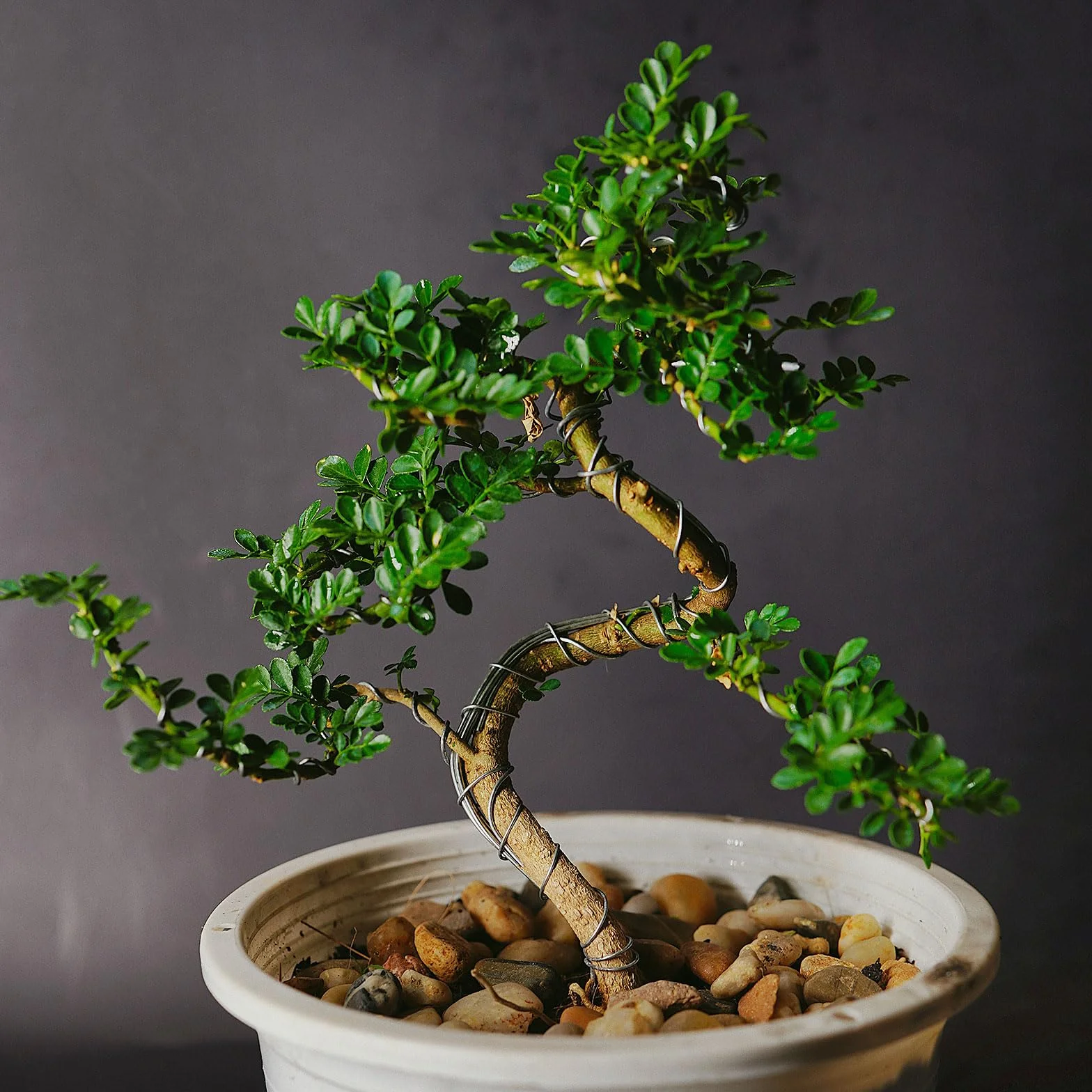 PATIKIL 1 mm przędza treningowa Bonsai, 1 rolka kwiatowa pręty anodowane aluminiowy drut 16,4 stopy ogółem do mocowania gałęzi ogrodniczych, czarny