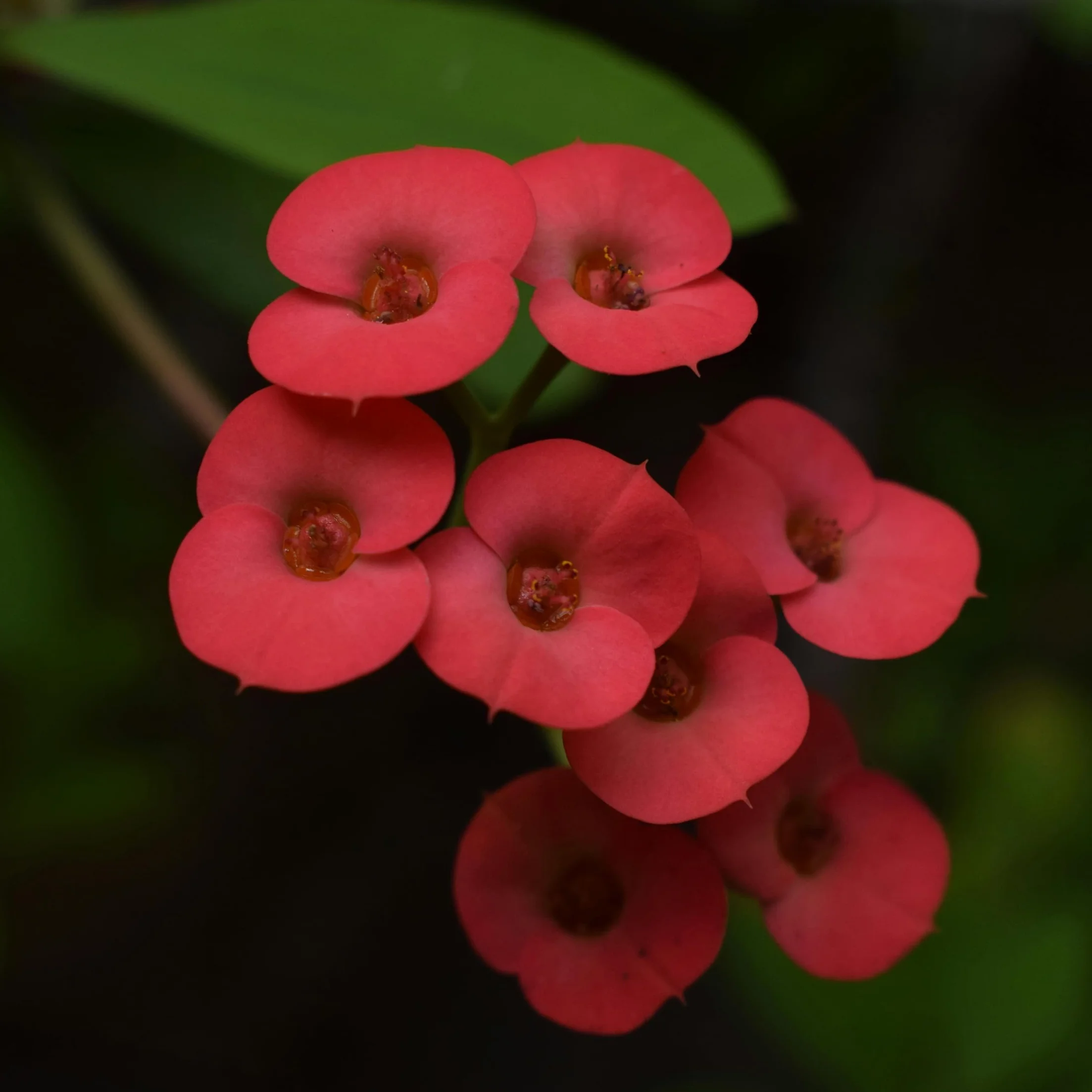 Euphorbia Milii Cierń Chrystusa roślina doniczkowa soczysty ⌀ 13 cm wysokość 25-35 cm zestaw 2 szt.