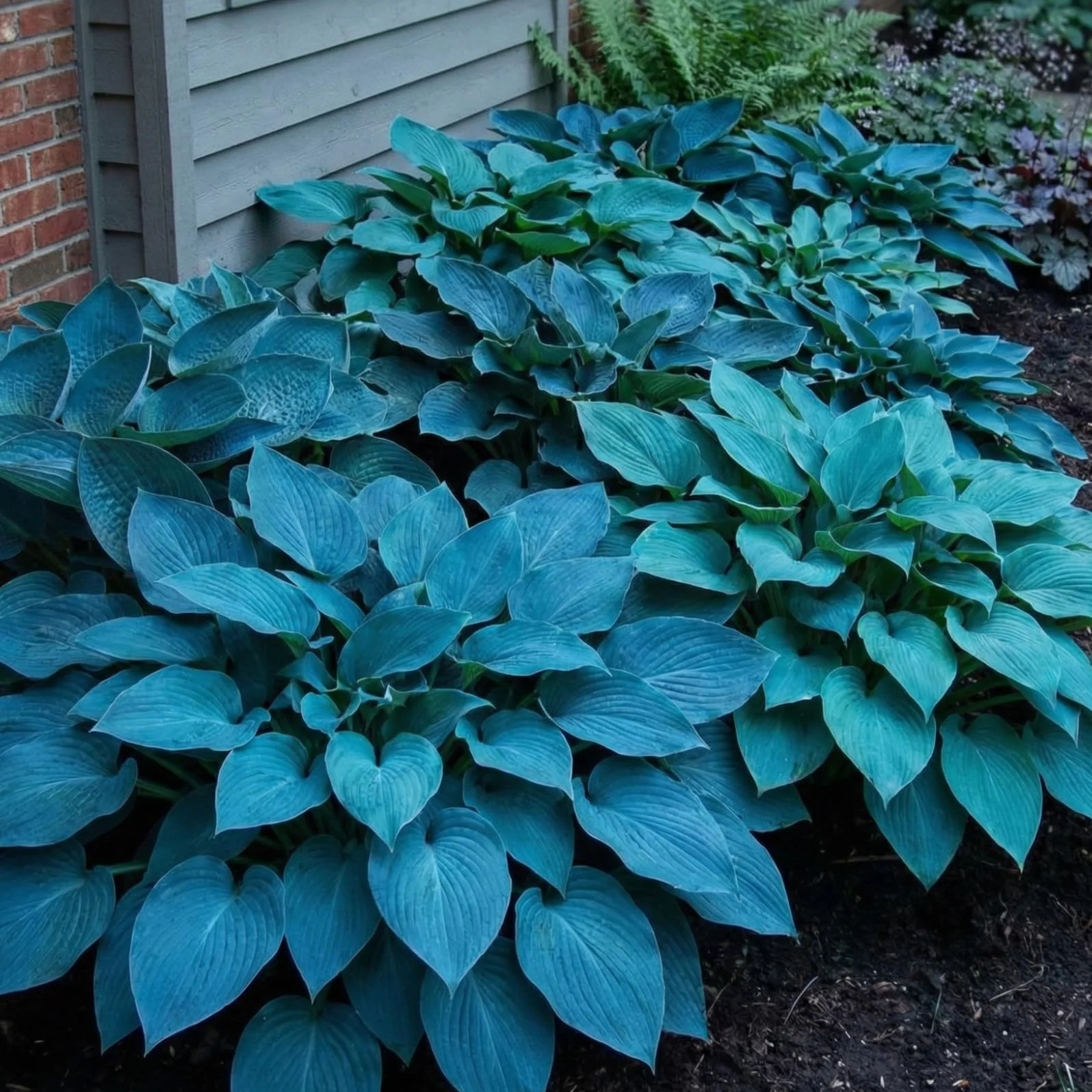 Hosta Blue Collection 5 odmian duże byliny z gołymi korzeniami