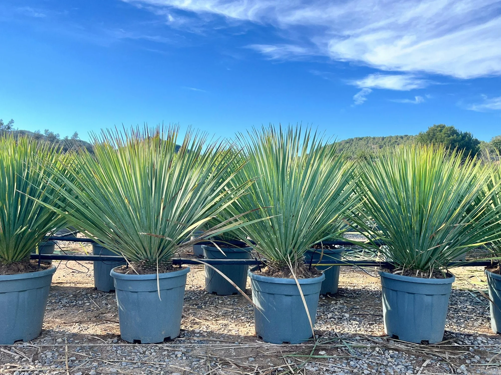 Yucca Rostrata Blue Palmlellie 100 cm Roślina odporna na temperaturę do -20°C