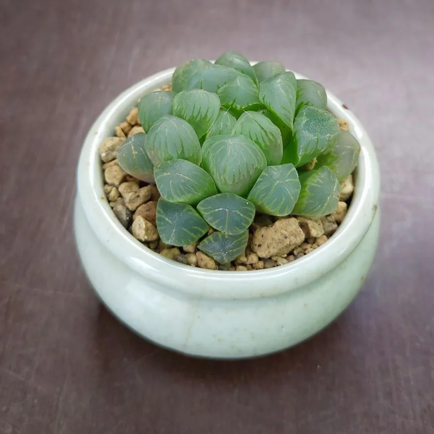 SUNNYPLANTS Haworthia cooperi truncata Haworthia obtusa sadzonki sukulenty