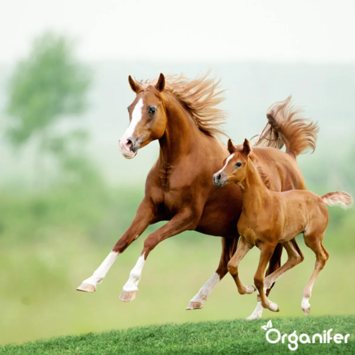 Nasiona Kentucky Bluegrass - 15 Kg - 3000 M2 - specjalnie dla koni i małych zwierząt gospodarskich – preria – mieszanka na pastwiska – certyfikowana przez holenderski NAK – Organifer