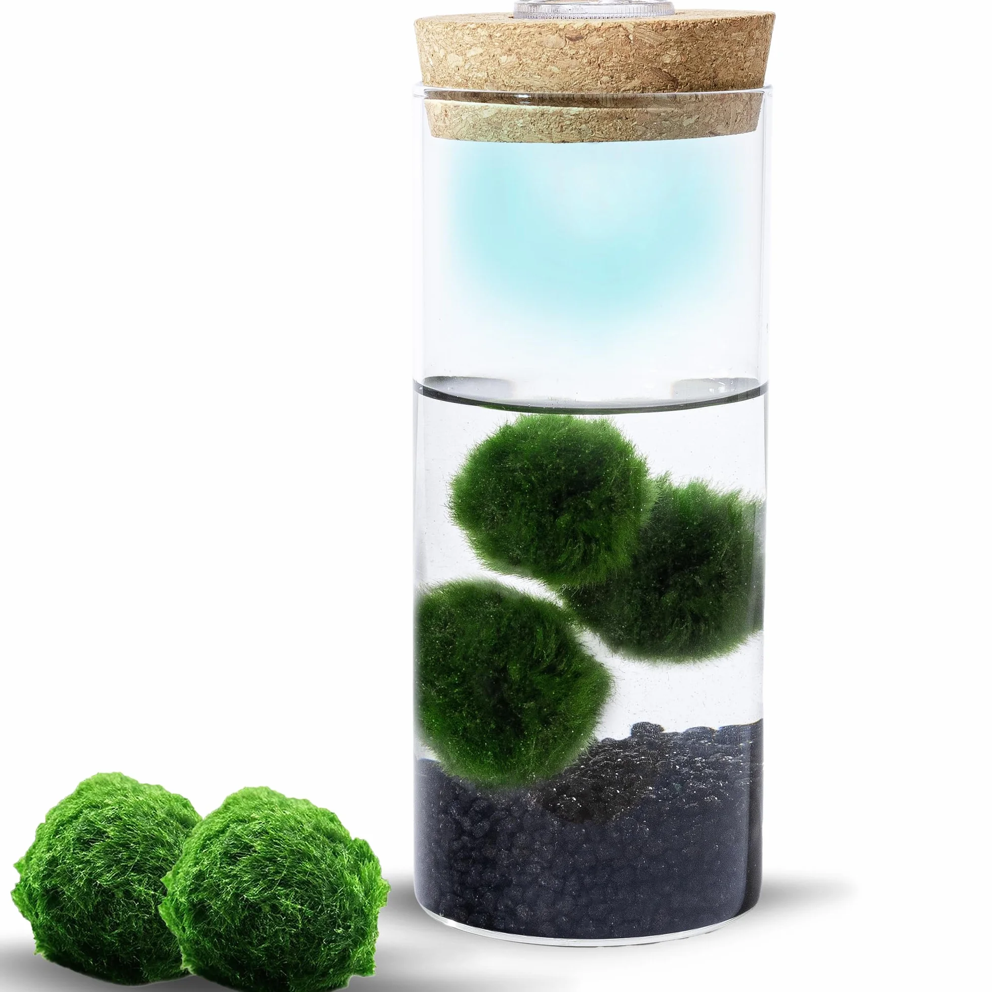 Mosball zestaw szklanych terrarium z żywymi kulami mchu światło wzrostu 7,9 x 6,3 cm