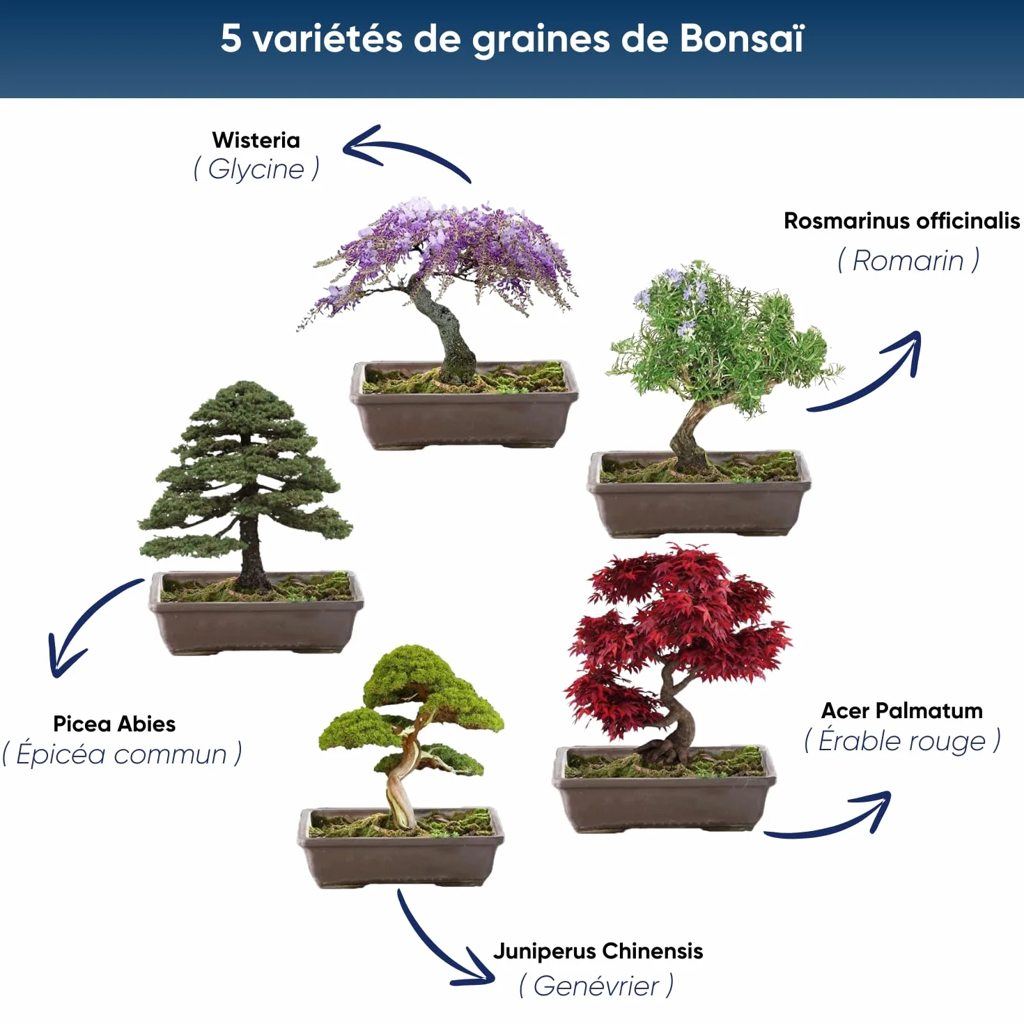 NOPALIA® Zestaw Bonsai do uprawy z nasionami, prezent dla dorosłych i dzieci