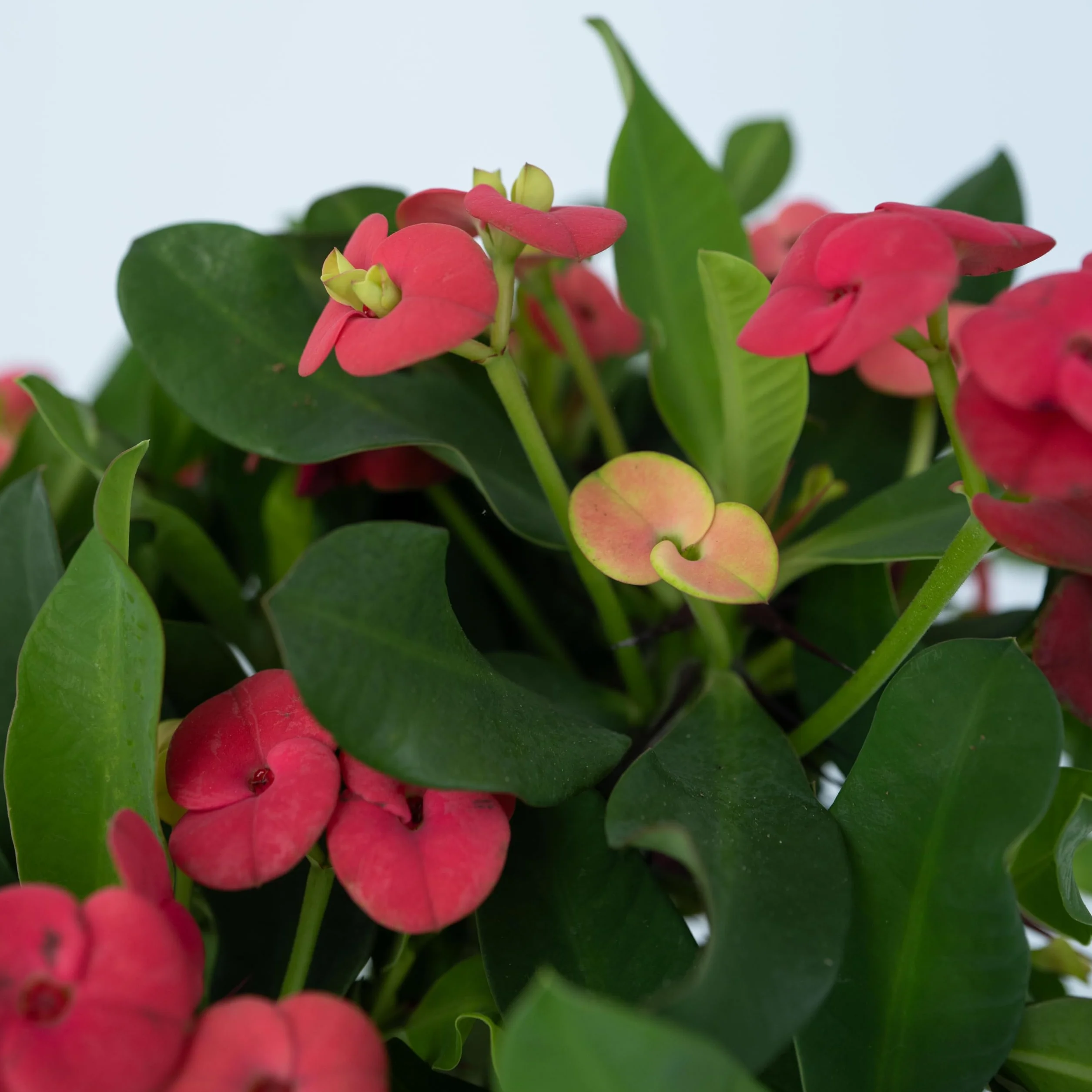 Euphorbia Milii Cierń Chrystusa roślina doniczkowa soczysty ⌀ 13 cm wysokość 25-35 cm zestaw 2 szt.