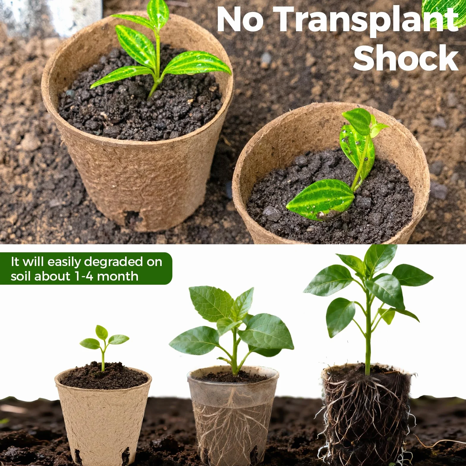 Bamworld 100 Szt. Biodegradowalne Doniczki Szkółkarskie 8cm z Drenażem