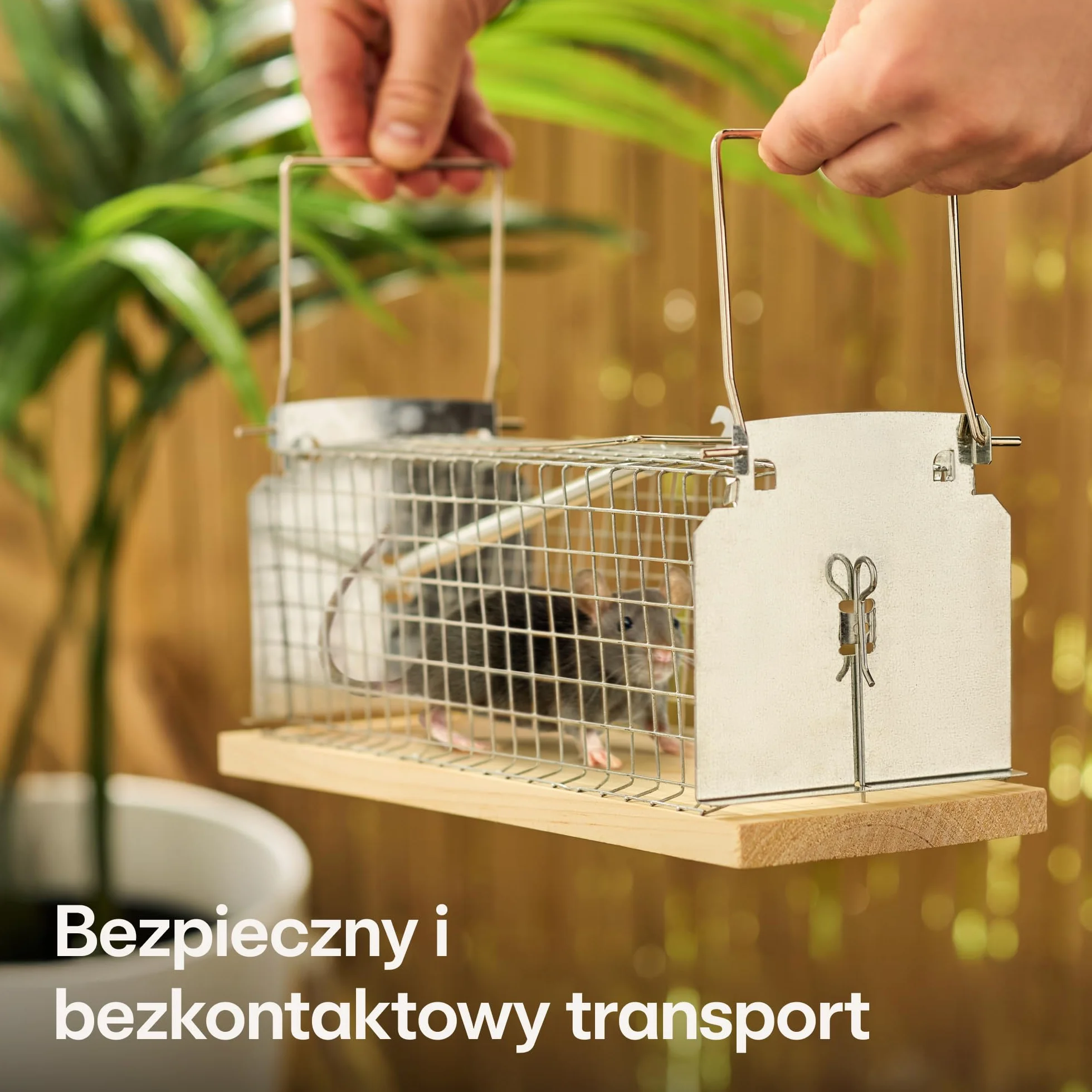 Pułapka Na Szczury Duża 30 cm Wielokrotnego Użytku