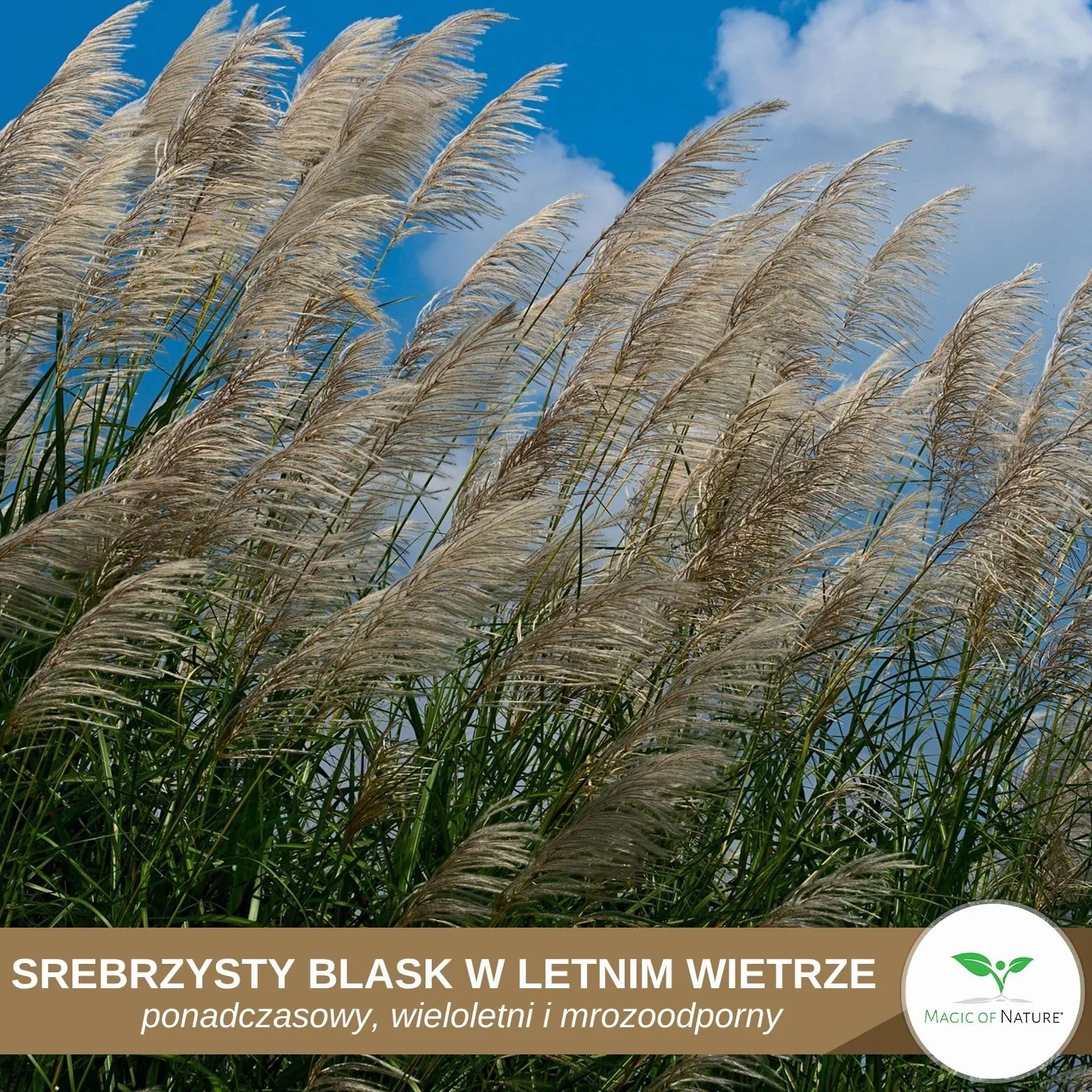 Magic of Nature Nasiona Miskanta Olbrzymiego - ok. 100 szt. - sinensis Srebrzyste Pióra - Trawa Ozdobna Mrozoodporna na Żywopłot i do Ogrodu