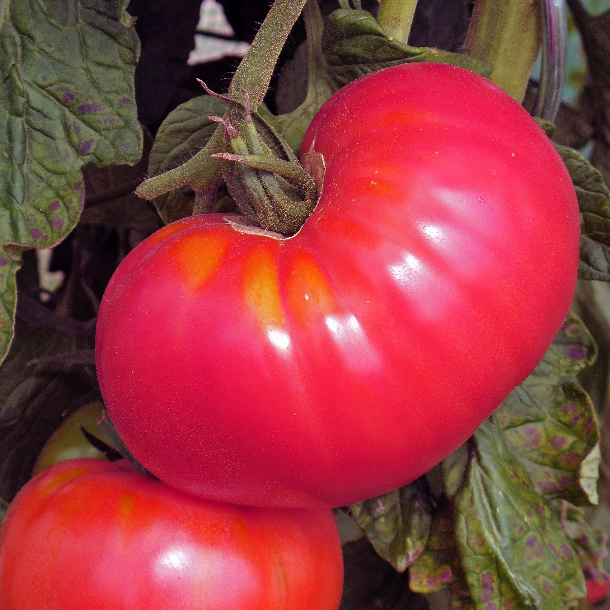 Pomidor różowy 'Berner Rose' (Solanum lycopersicum) 10 nasion, stara odmiana
