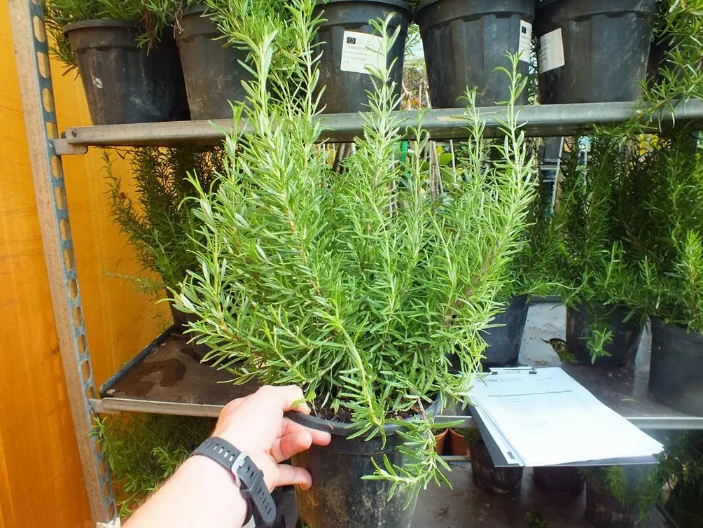 Rozmaryn XXL 40-60 cm – Salvia rosmarinus – świeży rozmaryn do ogrodu i kuchni – aromatyczna przyprawa i roślina lecznicza
