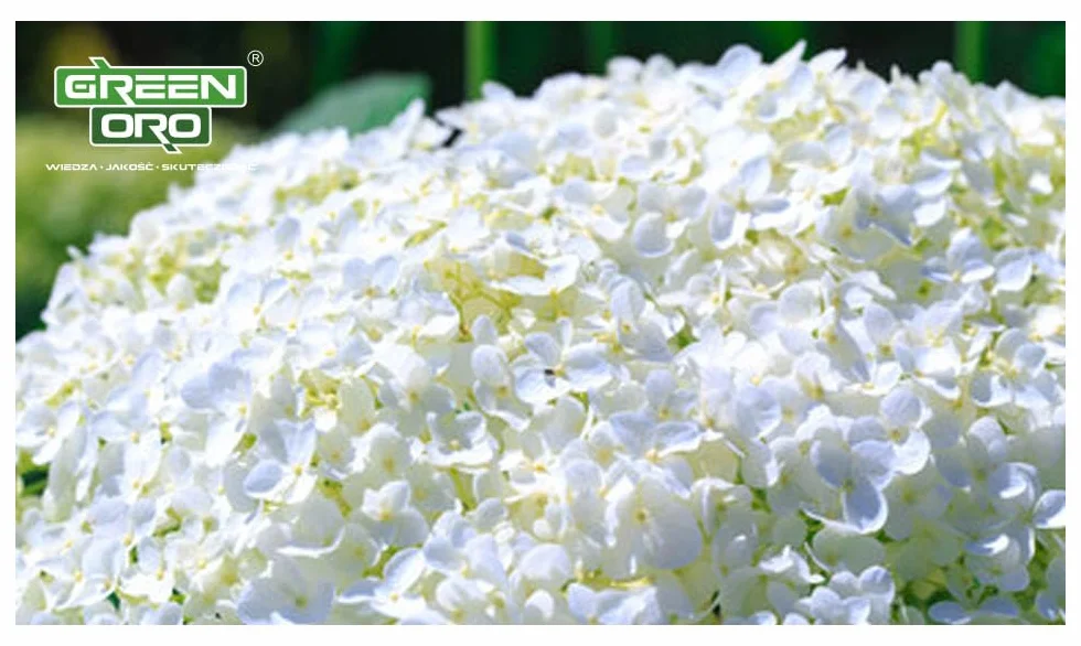 FLOWERS ACID 5KG Nawóz do hortensji i roślin kwasolubnych