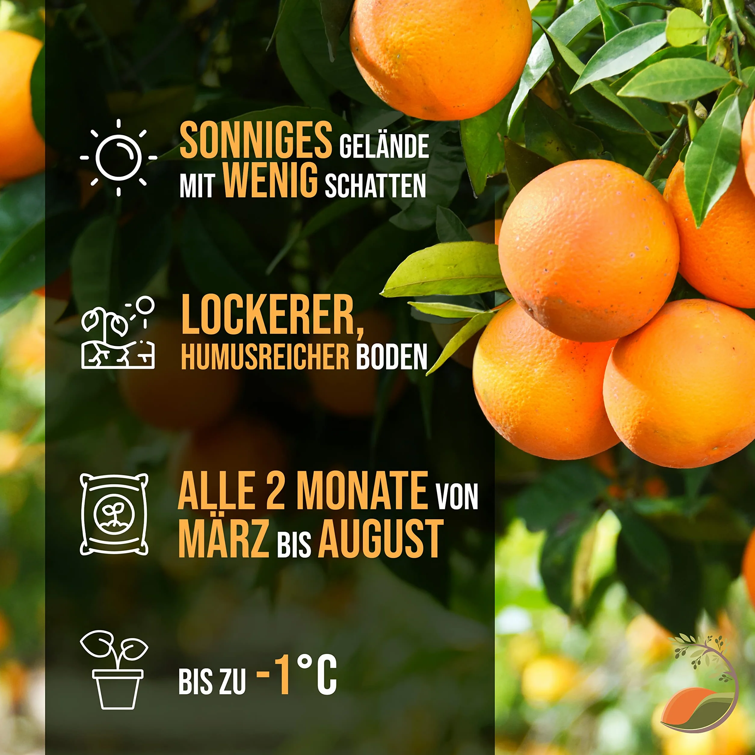 TropicTrees Drzewko pomarańczowe Citrus Sinensis 160 cm obwód pnia 8-10 cm