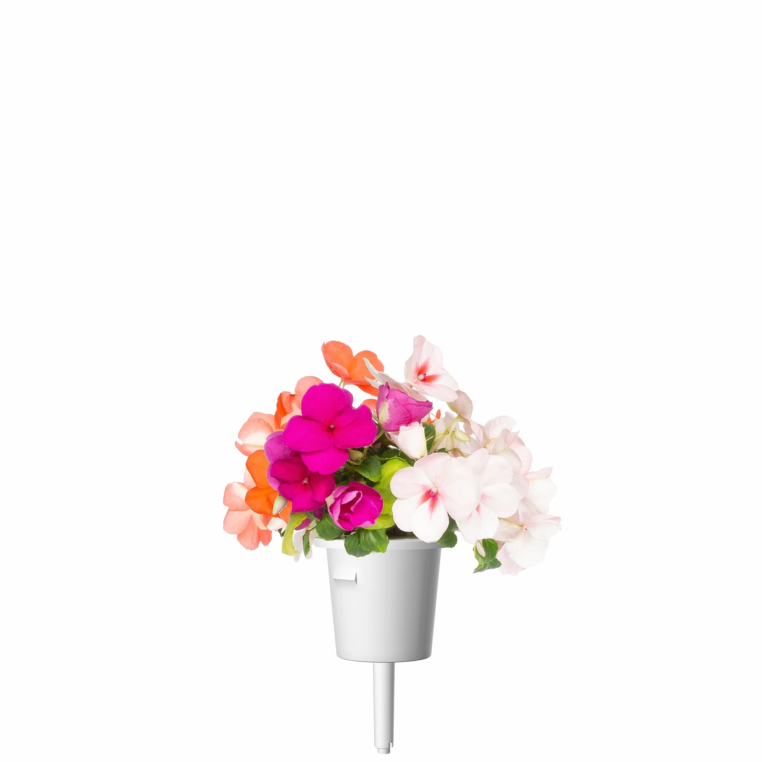 Click & Grow Plant Pods kapsułki roślinne niecierpek waleriana 3-pak Smart Garden