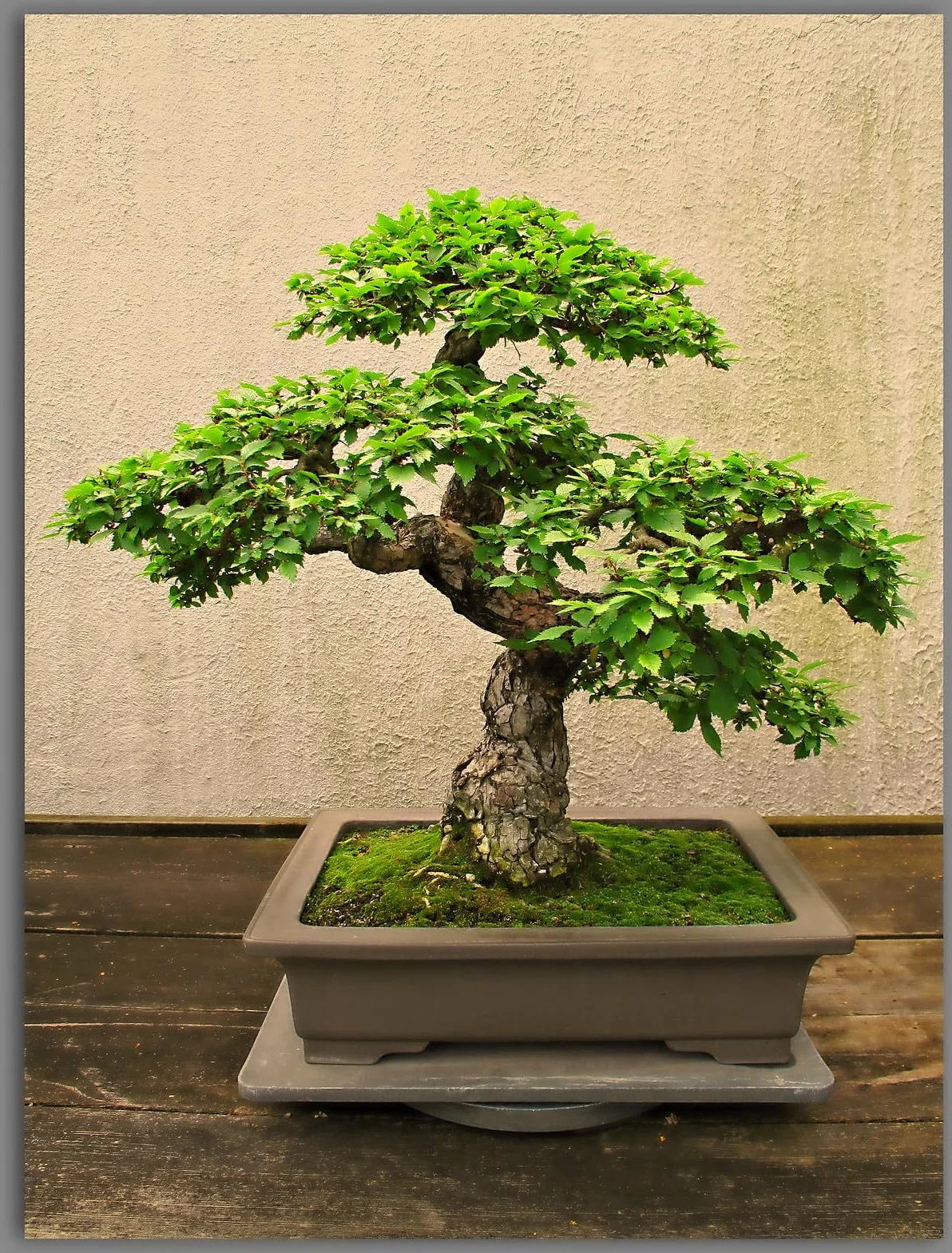 Nojus Zestaw Nasion Drzew Bonsai 7 Rodzajów Torebek Prezent Rośliny Doniczkowe