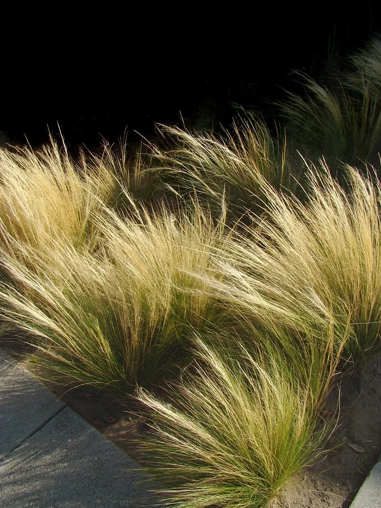 Nasiona trawy piórkowatej Meksykańskiej Kucyki - Stipa tenuissima -