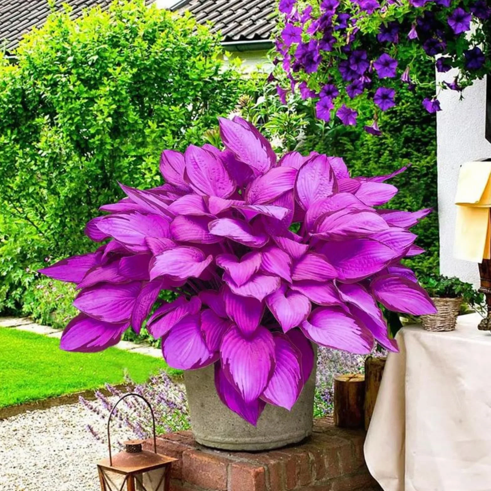 Hosta mrozoodporna bylina cebulki 6 szt dekoracja ogrodowa