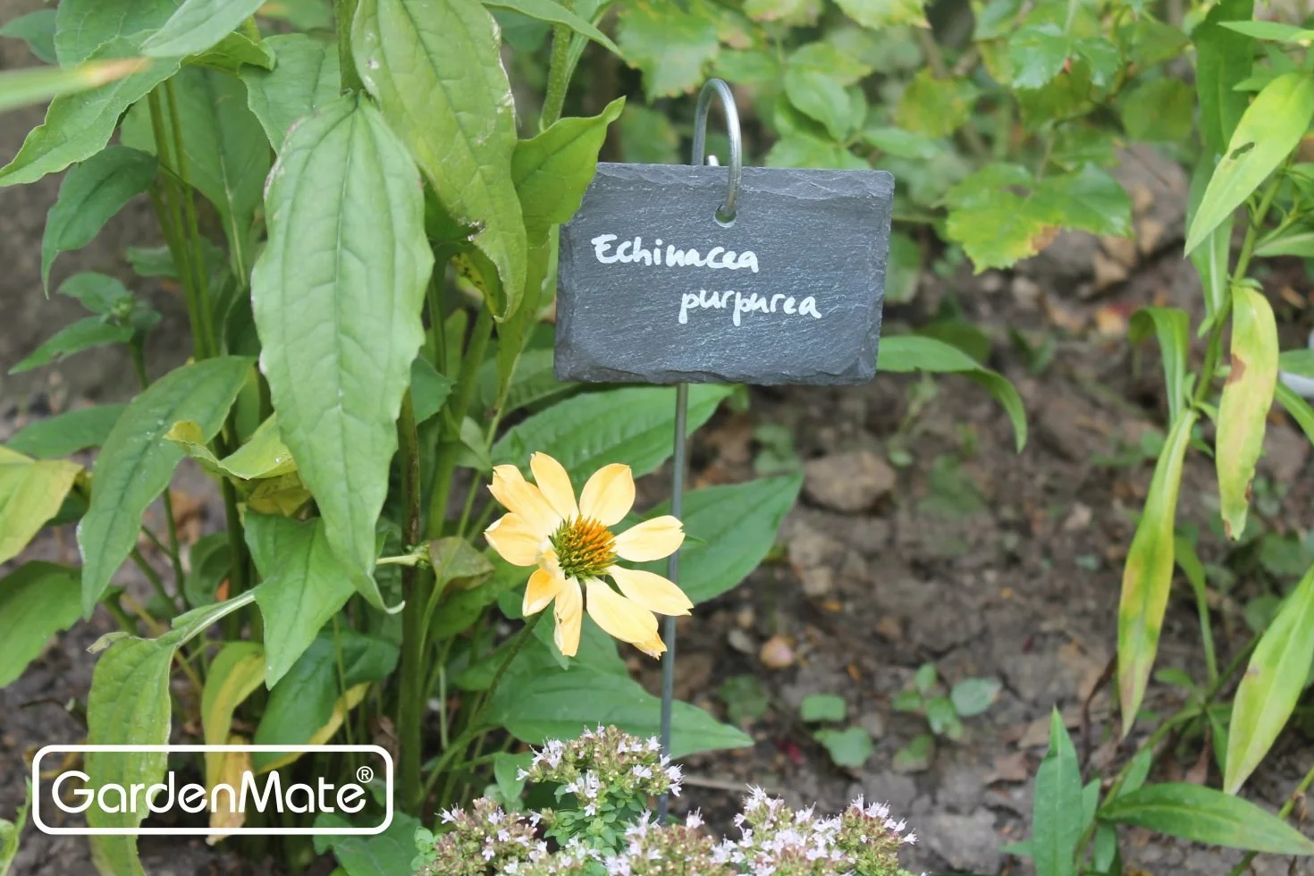 GardenMate 10-Pack Slate Plant Labels 4"x 2 3/4" with Stainless Steel Rod 22"