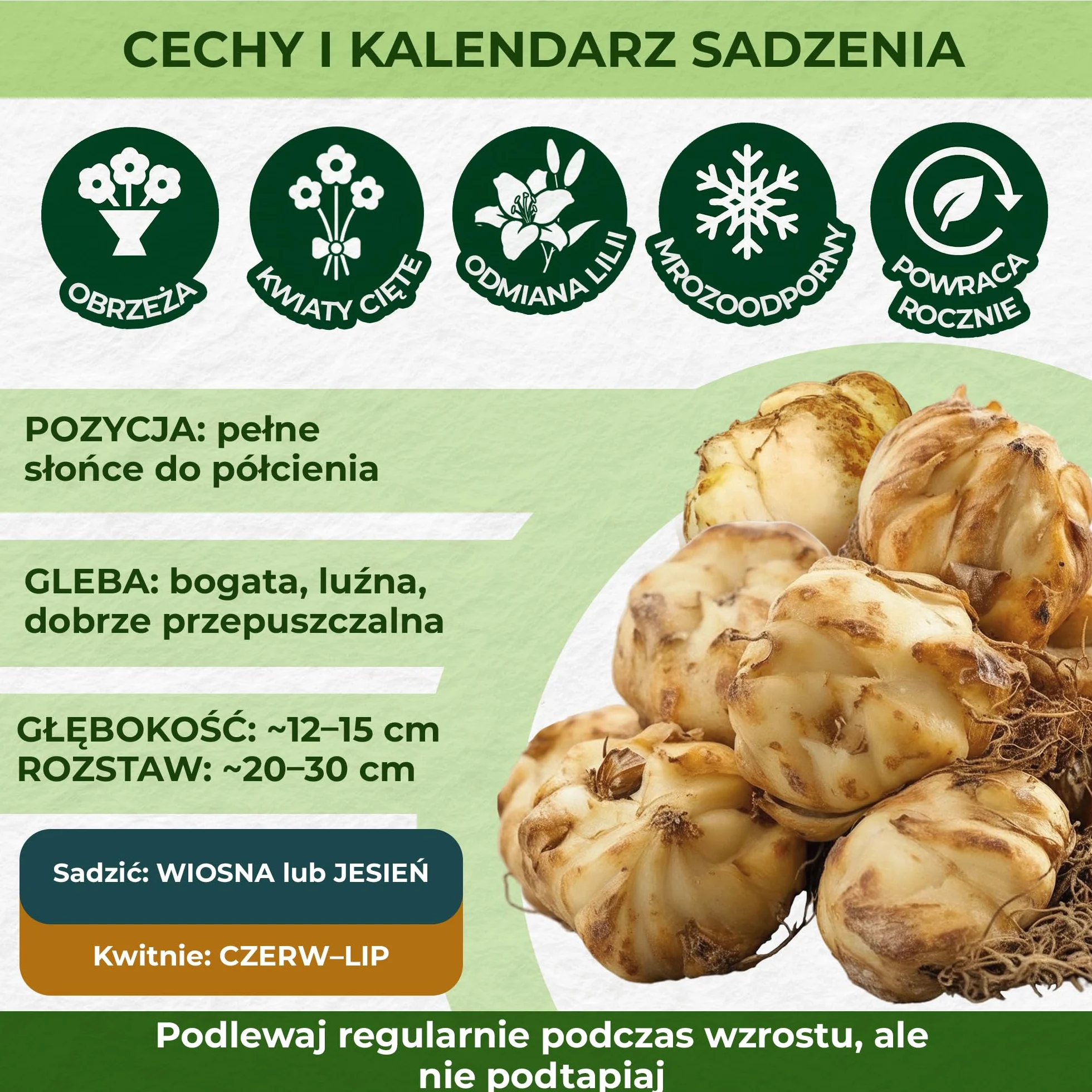 Cebulki lilii orientalnej lotosu mieszanka 10 sztuk byliny wytrzymałe z Holandii