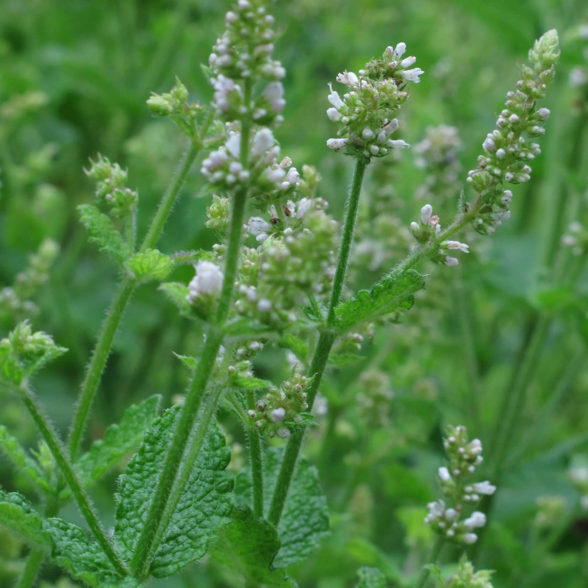 Mięta okrągłolistna jabłkowa Mentha suaveolens 1000 nasion