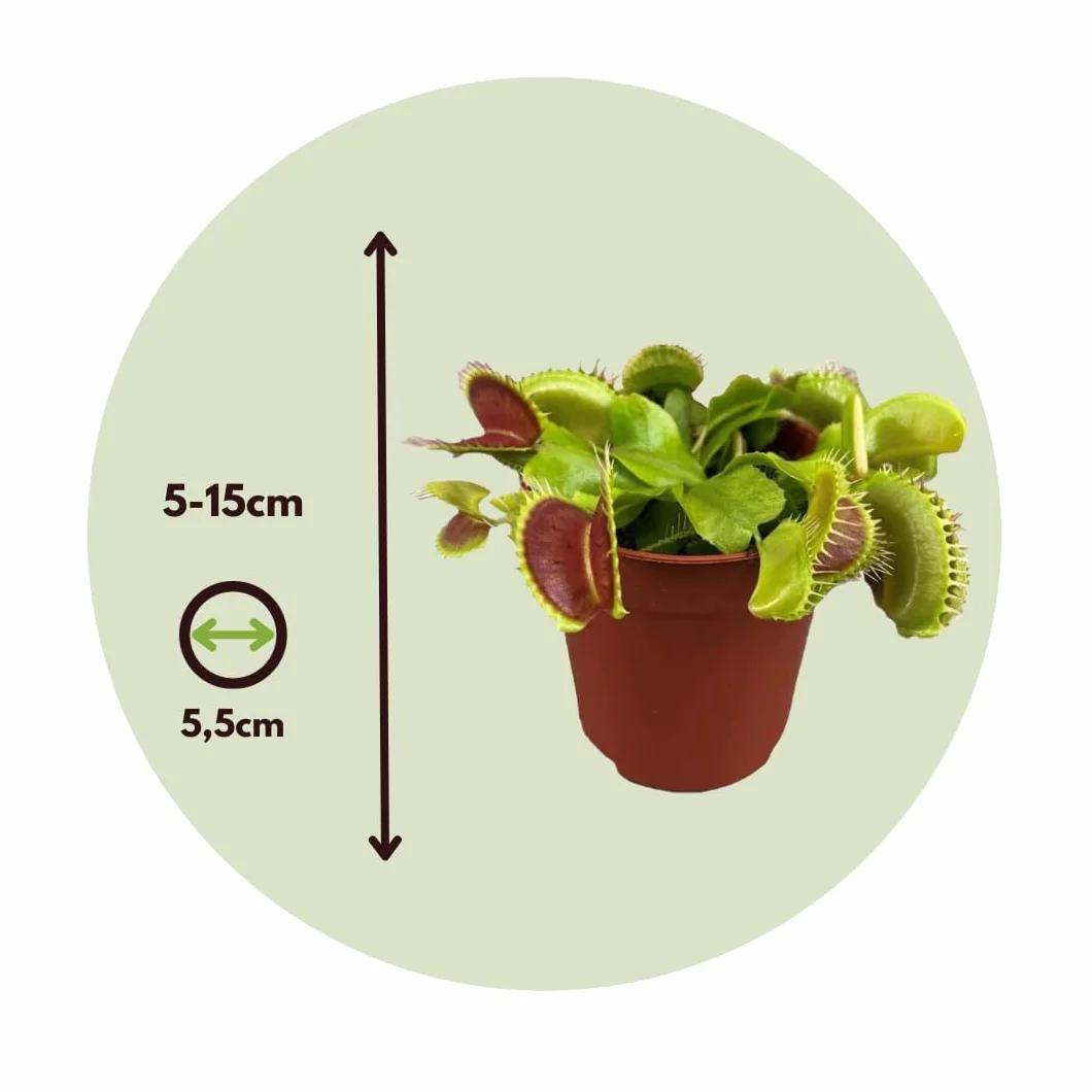 Dionea Muscipula Muchołówka Amerykańska Roślina Mięsożerna Zestaw 3 sztuk Doniczka 5,5cm Wysokość 5-10cm