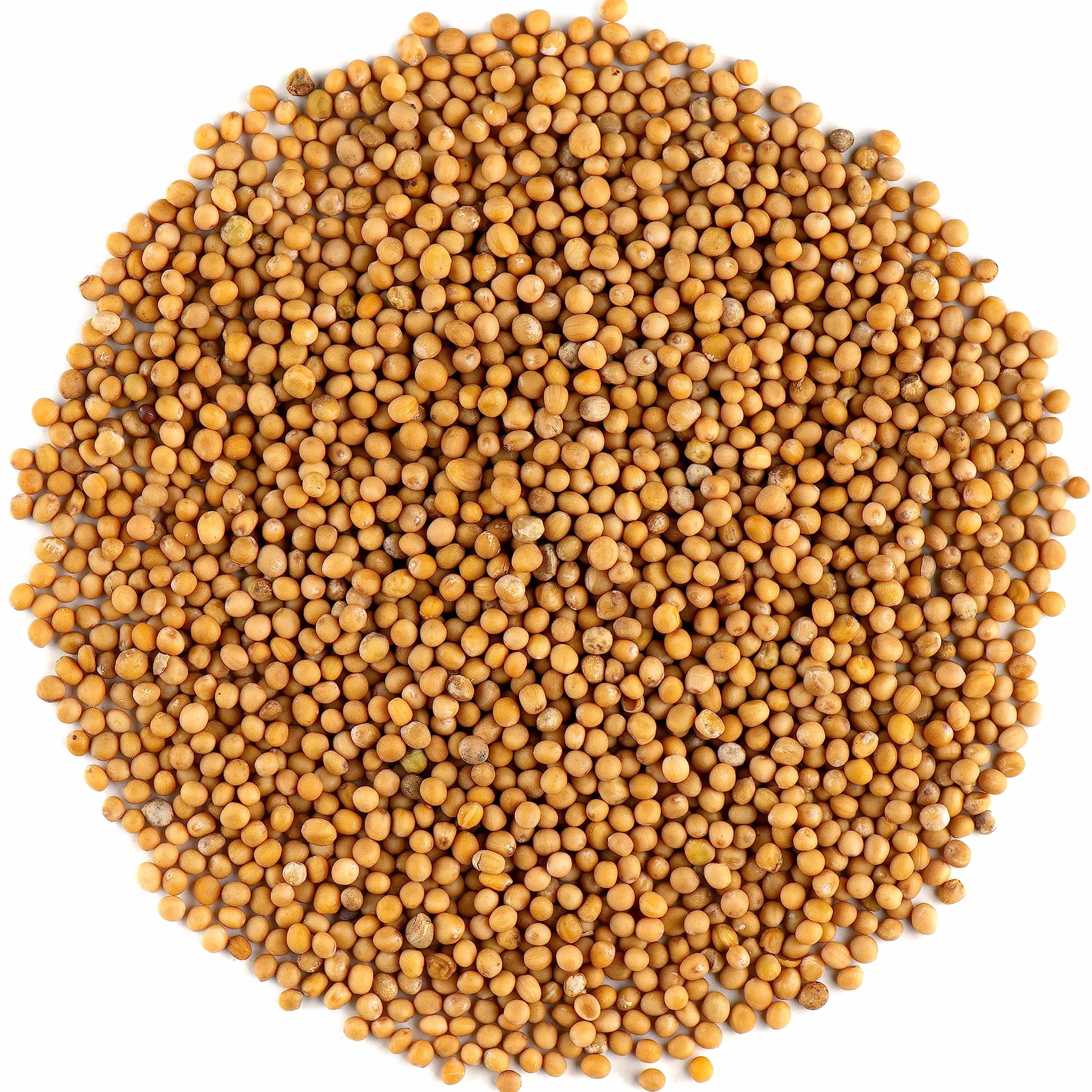 Yellow Mustard Seeds Whole - White Mustard Seed Spicy Ingredient