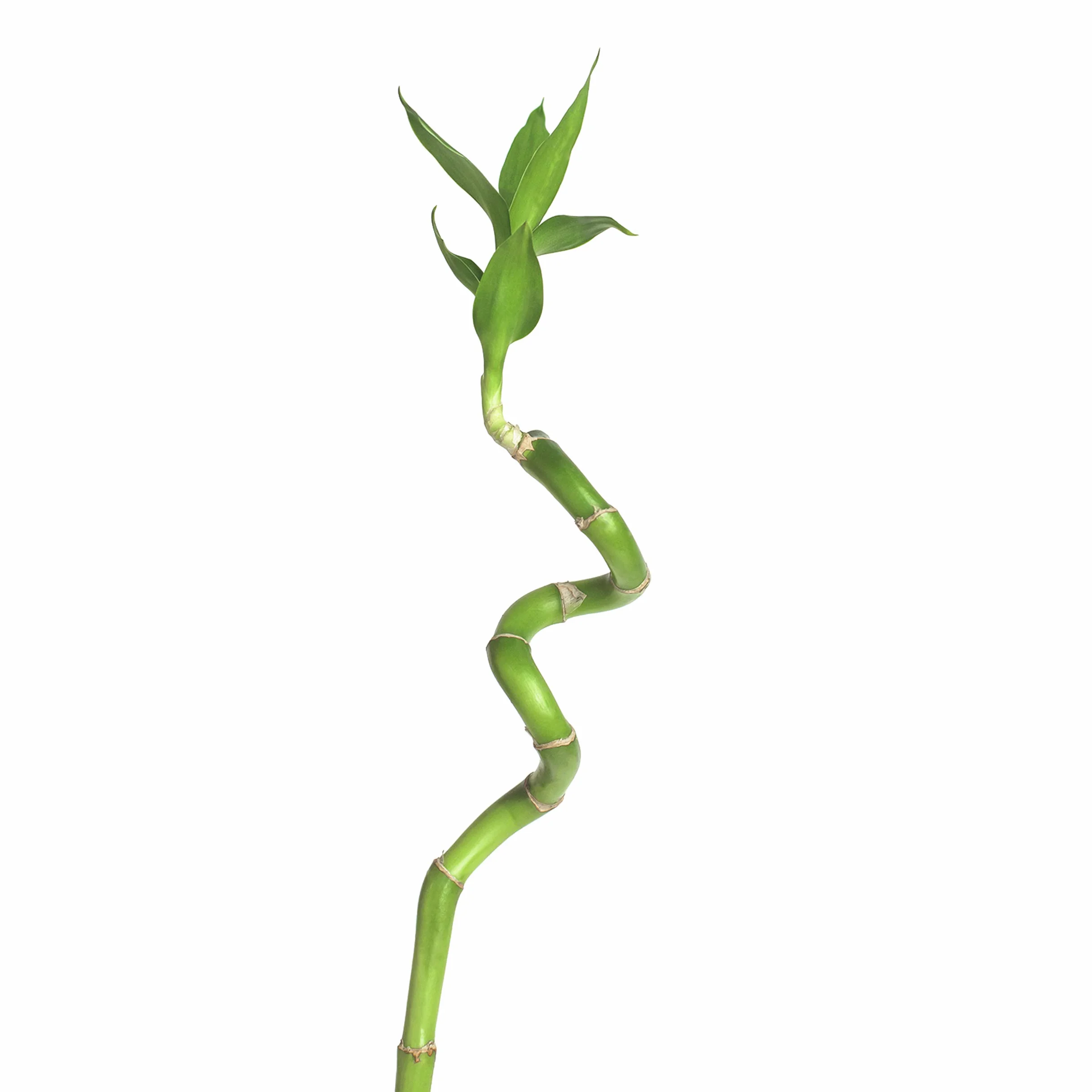 Bambus szczęścia Lucky Bamboo 50 cm spirala Dracaena sanderiana roślina pokojowa