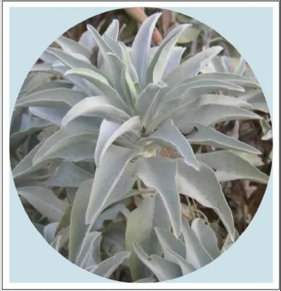 California White Sage 200+ Seeds Holy Ceremonial Aromatic