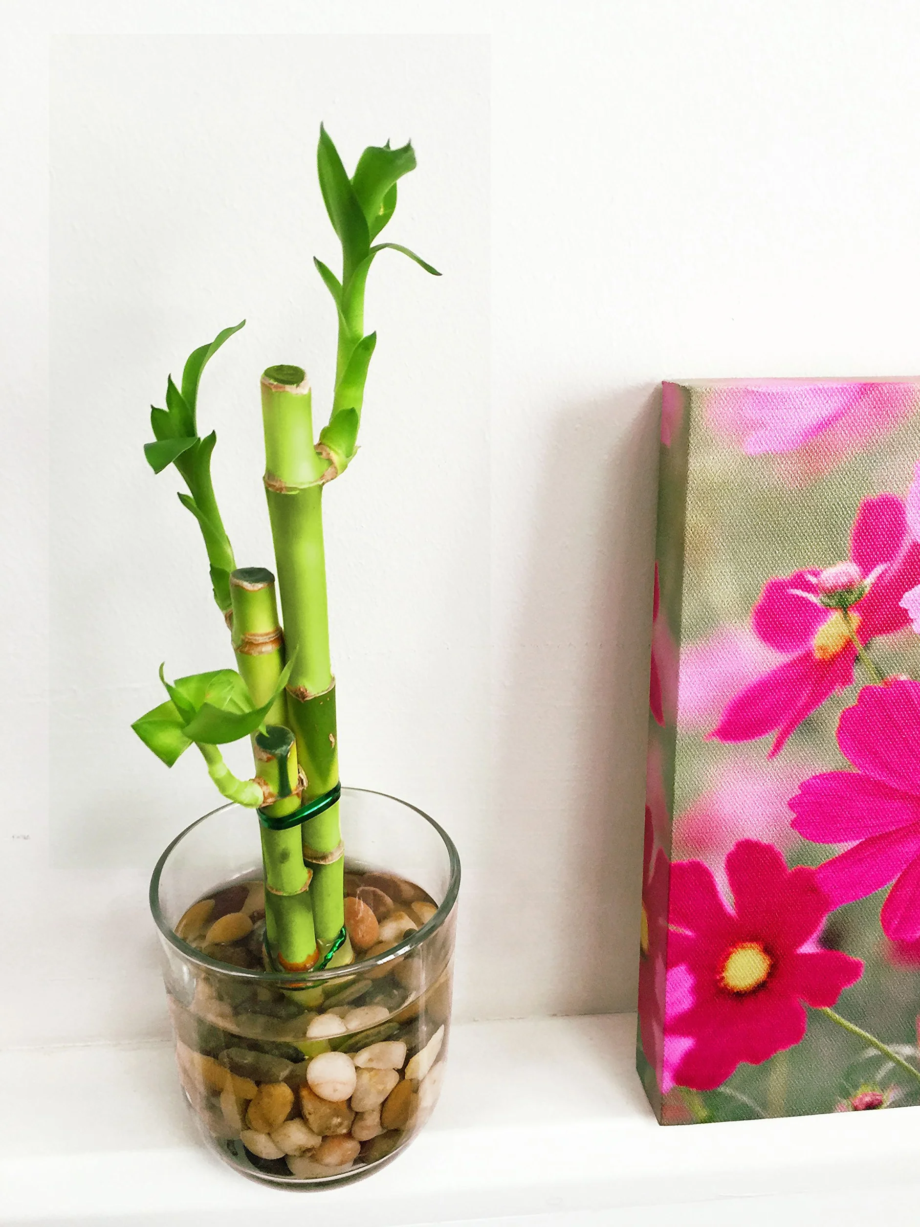 Easy Plants Uaranżowana przynosząca szczęście roślina bambusowa w okrągłym szklanym wazonie z żwirkami - domowe bonsai do Feng Shui