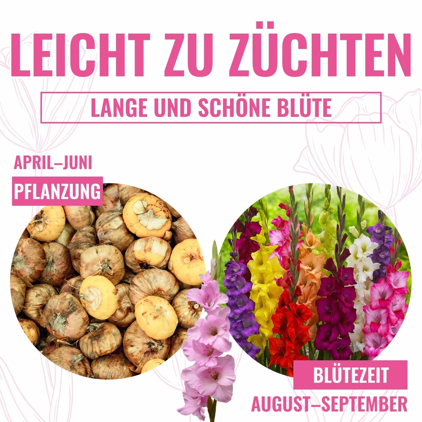 Cebule gladioli Botanisch Nanus Collection (50 cebulek kwiatowych) | ekskluzywna mieszanka roślin z Holandii | 7 odmian/kolorów | dekoracja do ogrodu, na balkon (bez nasion, nie