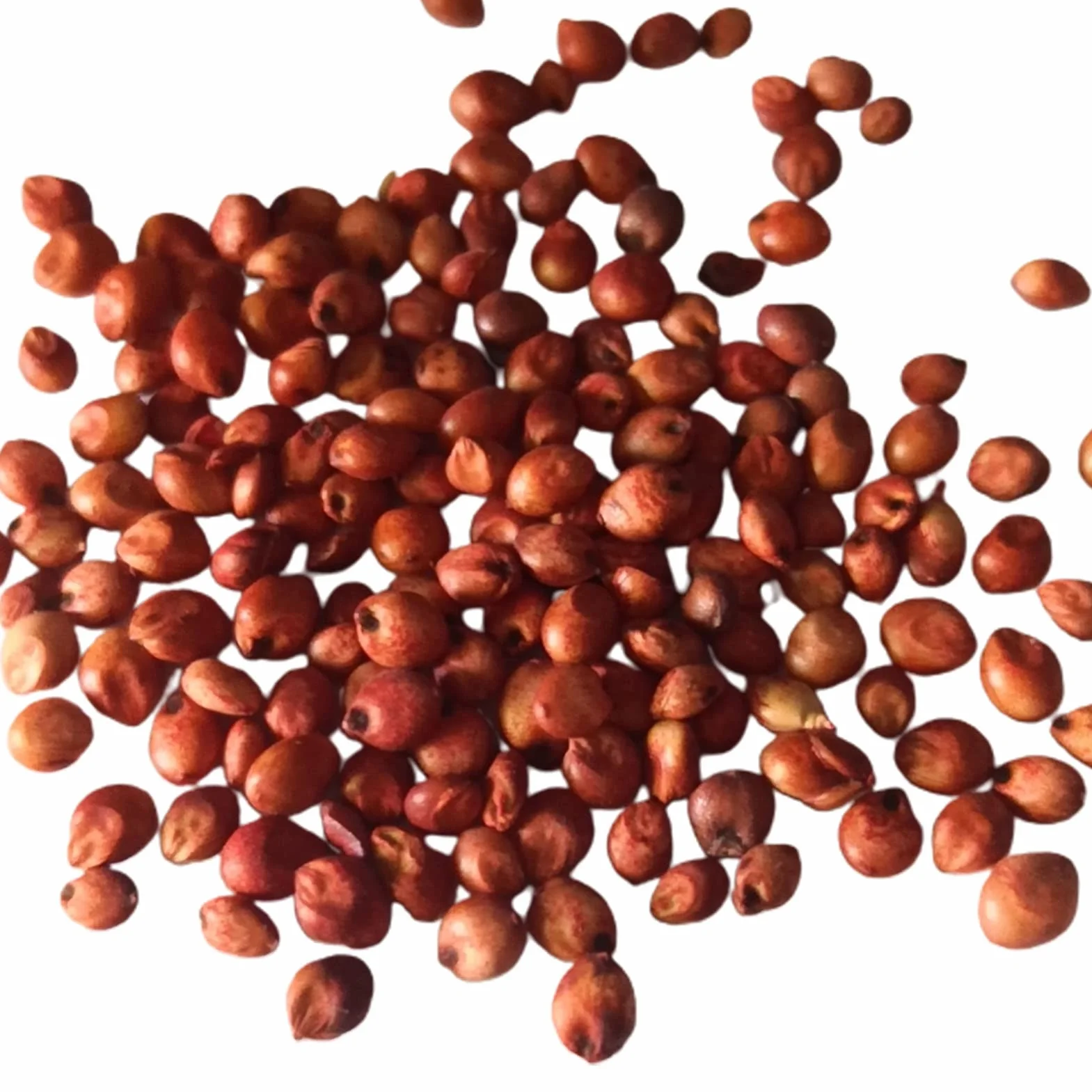 Generic Nasiona trzciny cukrowej, 200 szt. Nasiona trzciny produktywne jadalne pożywne szybki wzrost smaczne nasiona trzciny cukrowej do sadu Czarny