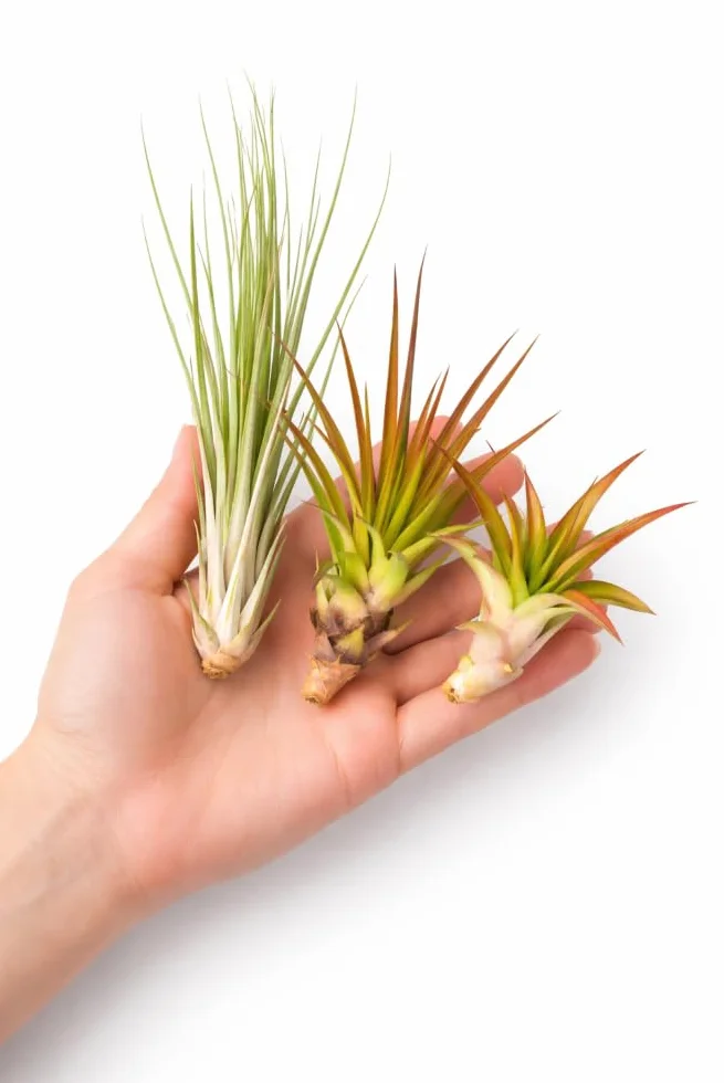 Tillandsia Mix Plus 1 Extra Rośliny Powietrzne