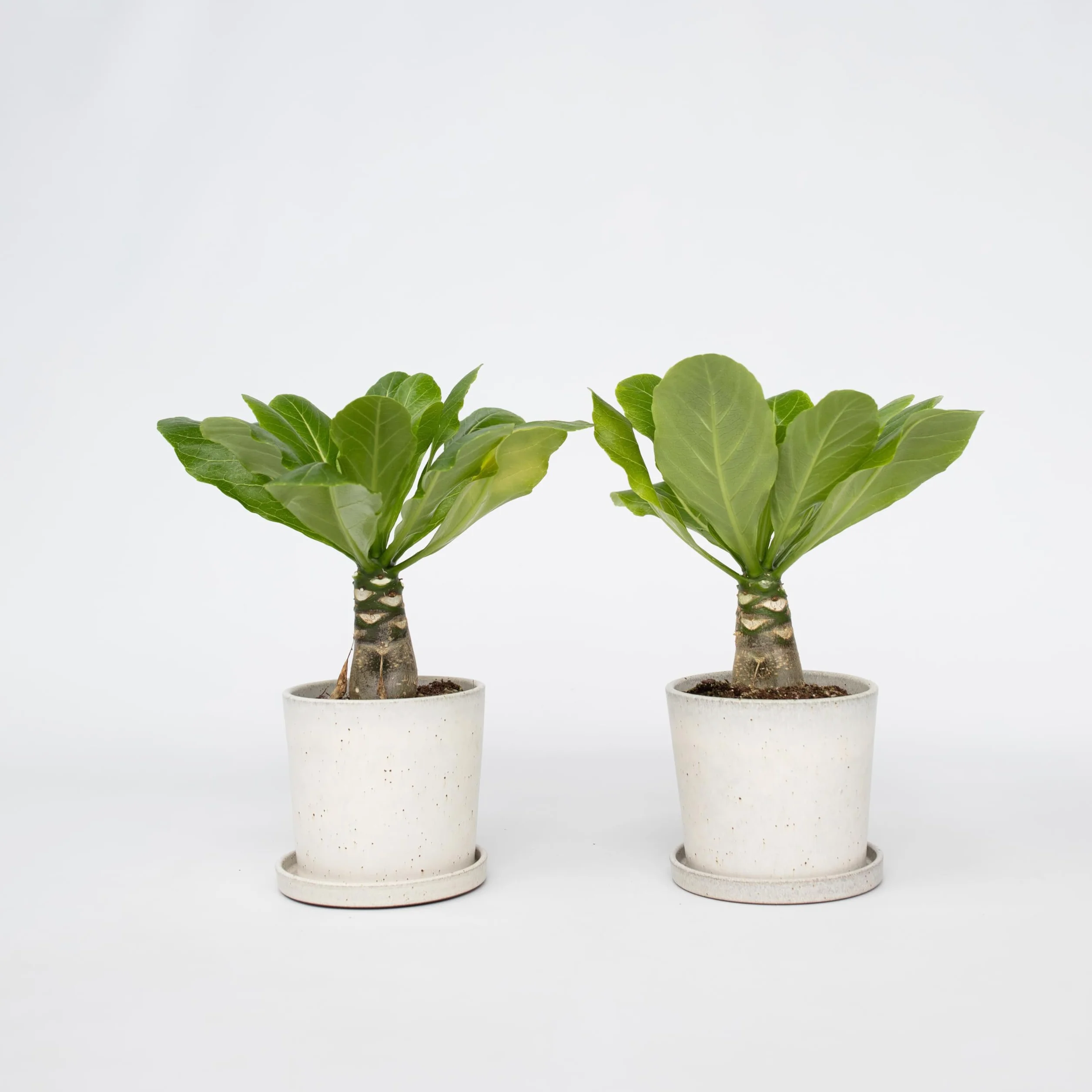 Brighamia Insignis Palma Hawajska Zestaw 2 sztuk Doniczka 12cm Wysokość 25-35cm