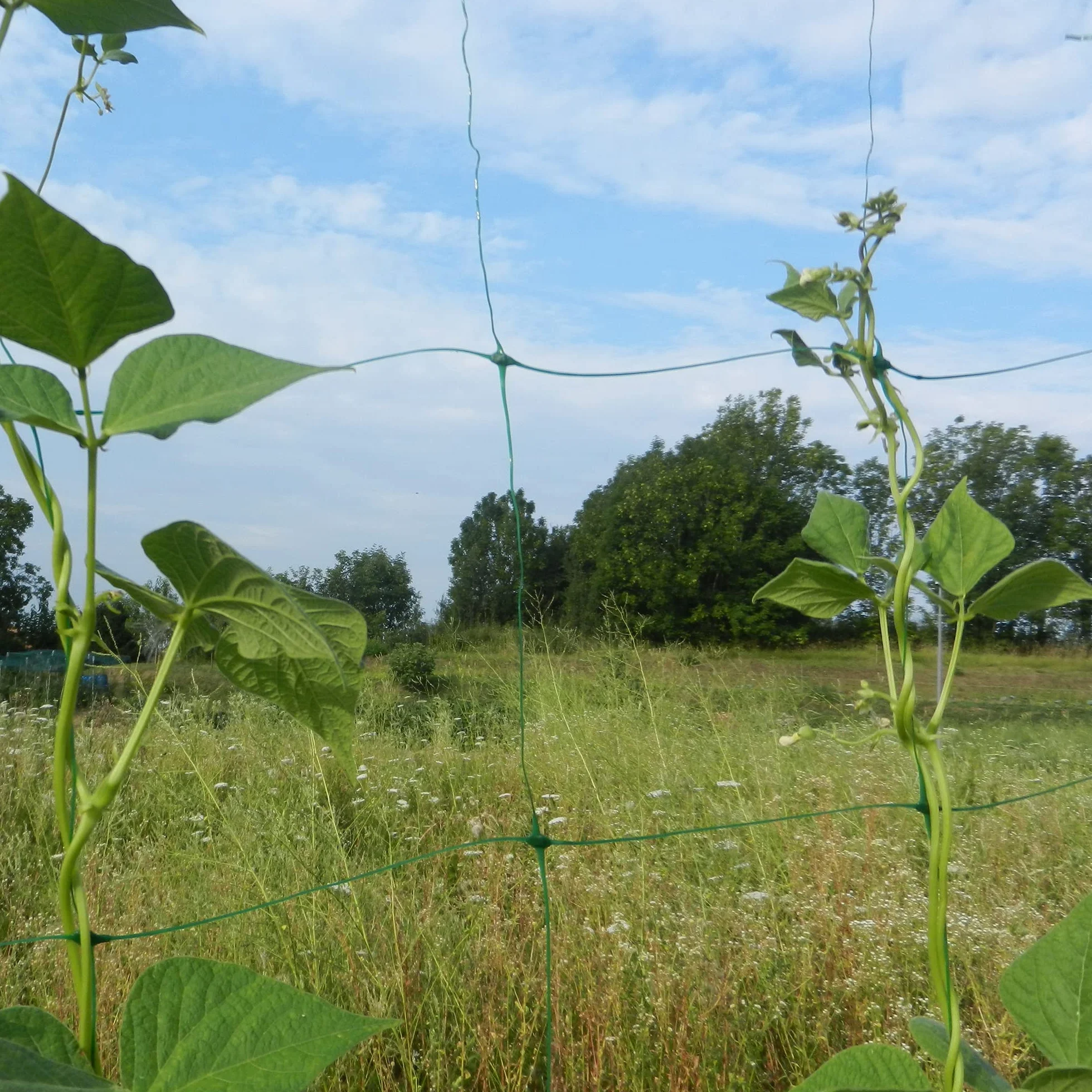 TENAX Flora 2,00 x 5 m zielona siatka do pnączy wsparcie warzyw i roślin