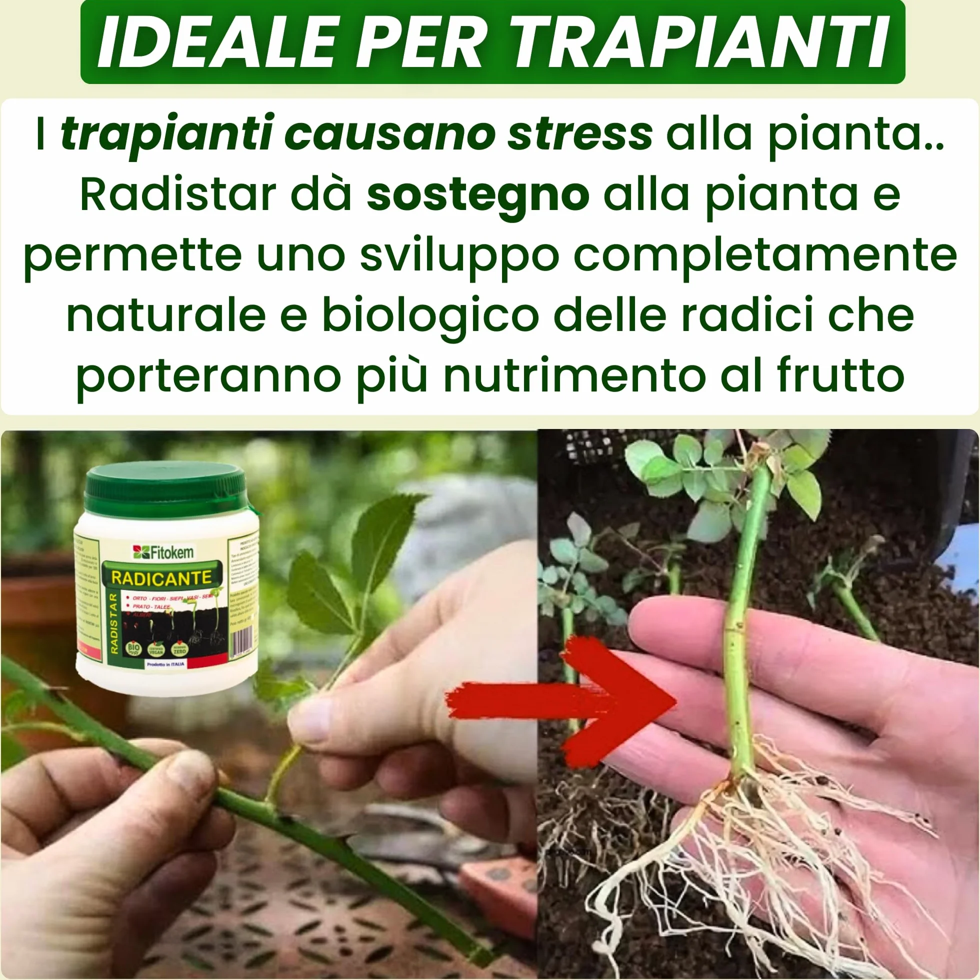 FITOKEM Radistar Hormon sadzenia w proszku 400 g Organiczny proszek do korzeni mikoryzy