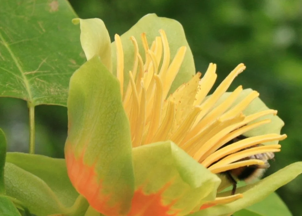 SAFLAX - Prawdziwy Tulipanowiec - 20 Nasiona - Z pożywką wolną od zarazków - Liriodendron tulipifera