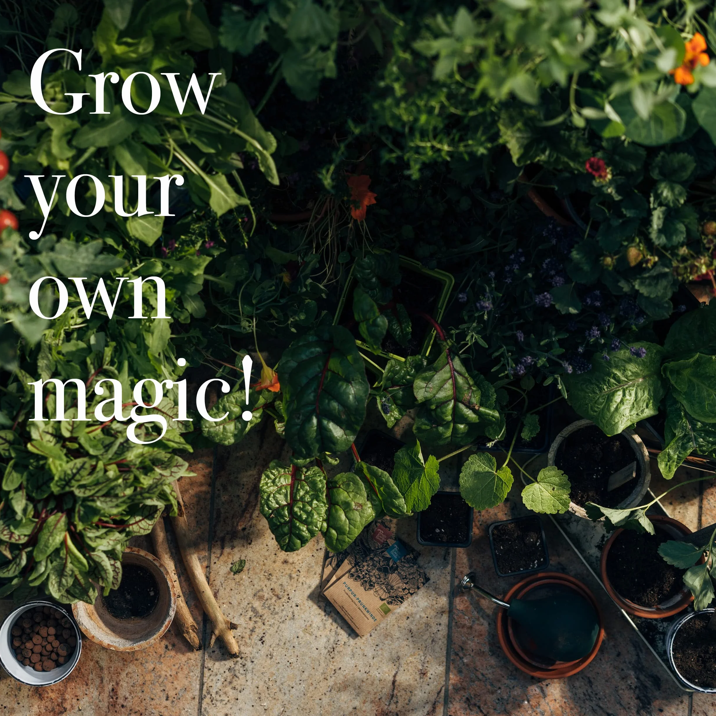 Magic Garden Seeds zestaw nasion warzyw 12 odmian odpornych na wymiana