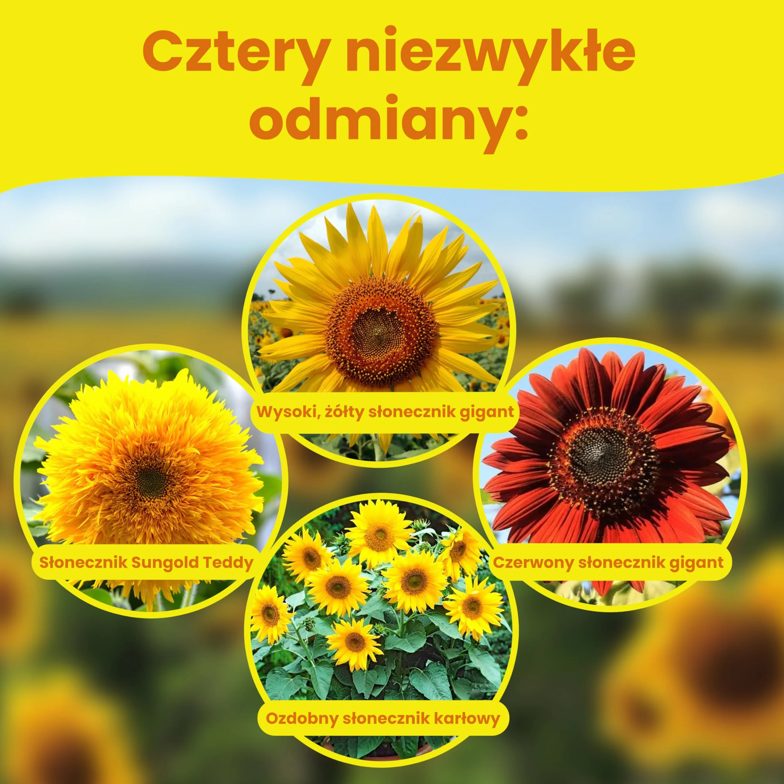 LERAVA Zestaw Nasion Słonecznika 4 odmiany Wysoki Żółty Gigant Czerwony Gigant Karłowaty Ozdobny Sungold Teddy
