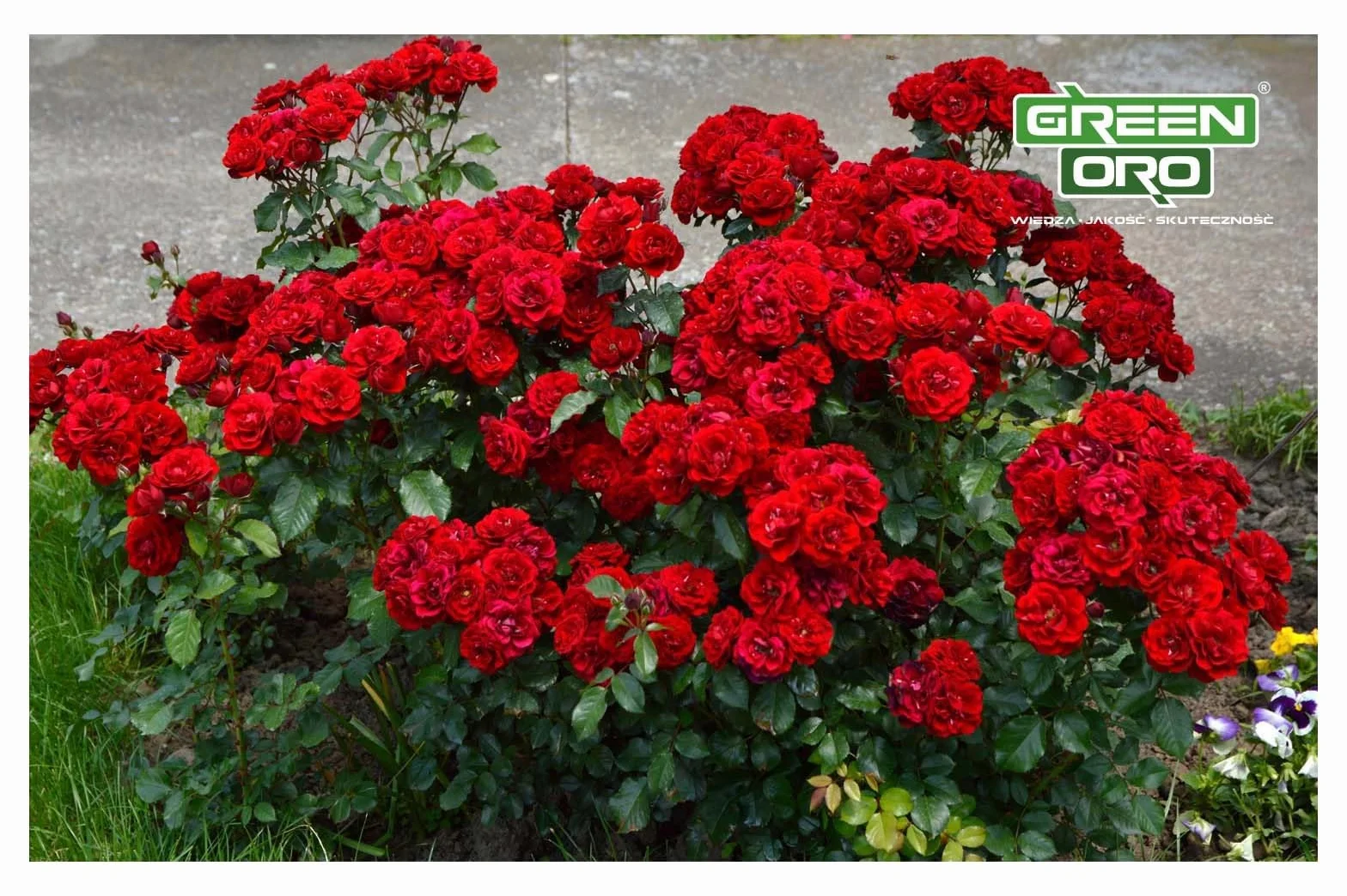 FLOWERS AKI 1,5KG - Jesienny nawóz idealny dla róż, kwiatów i roślin ozdobnych.
